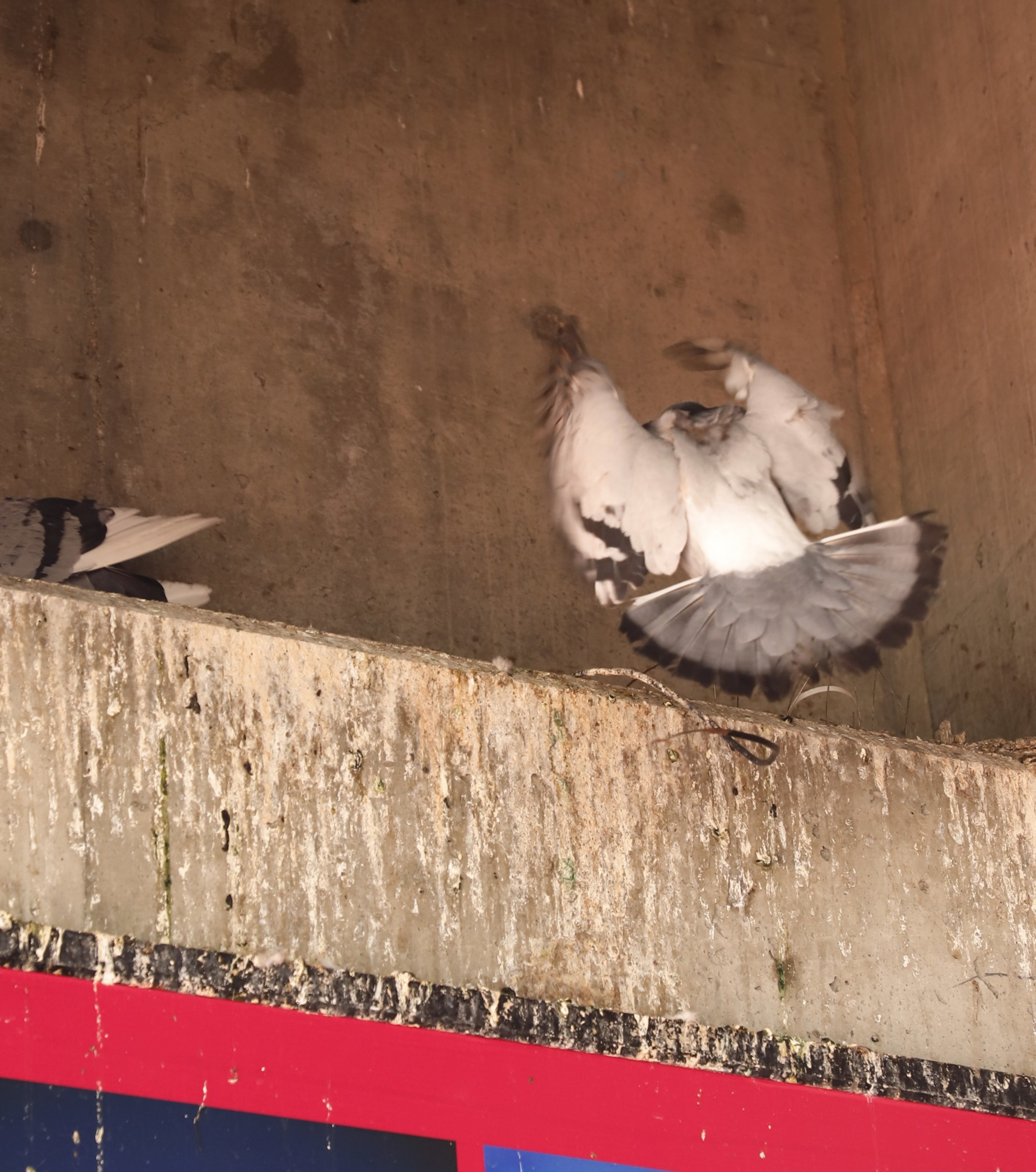 The image shows a pigeon in mid-flight and another partially visible pigeon near a worn concrete ledge; a red and blue sign is below the ledge.