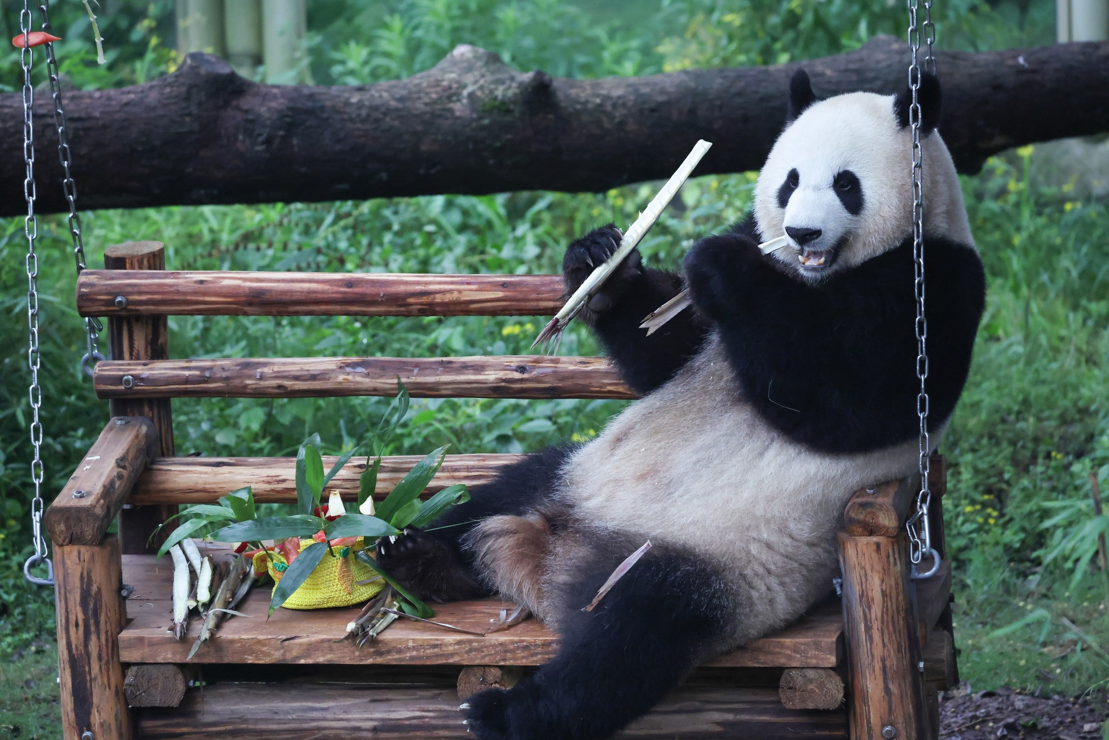 A giant panda sits relaxed on a wooden bench, holding and nibbling on bamboo stalks with green foliage nearby.