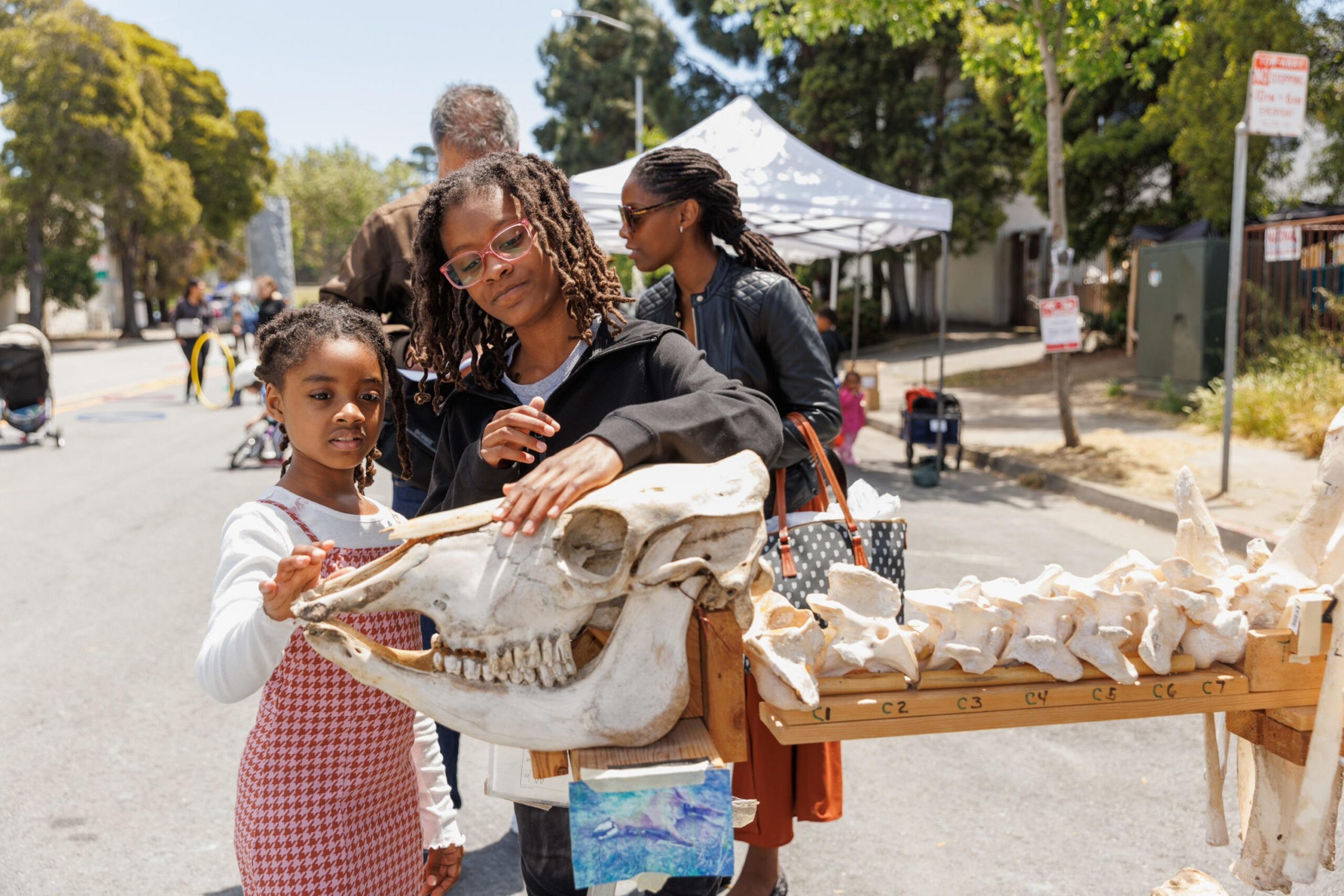 Two people examining a large animal skull on a table, with labeled bones, at an outdoor event.