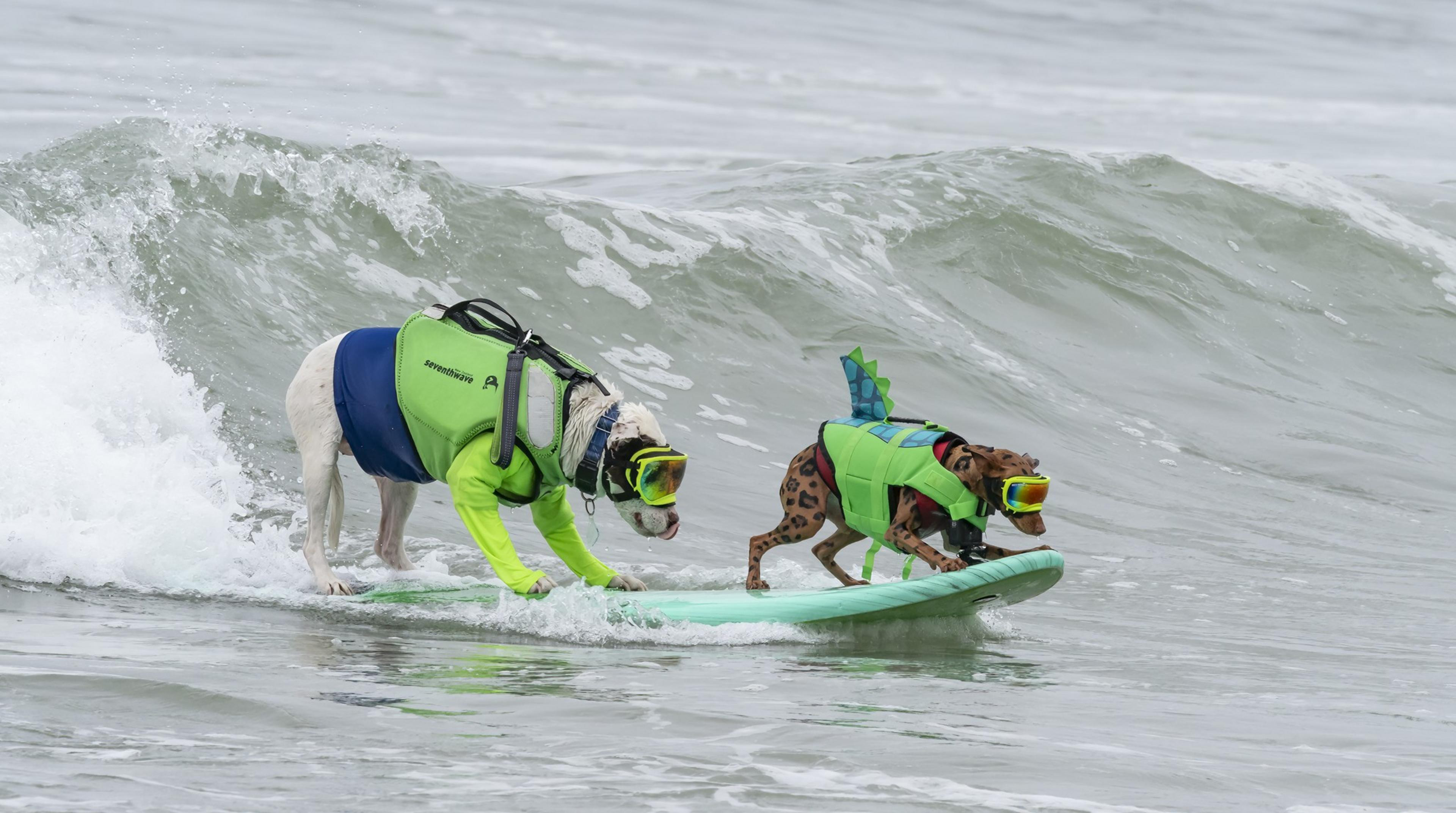 Two dogs wearing green wetsuits and goggles are surfing together on a single surfboard riding a small wave.