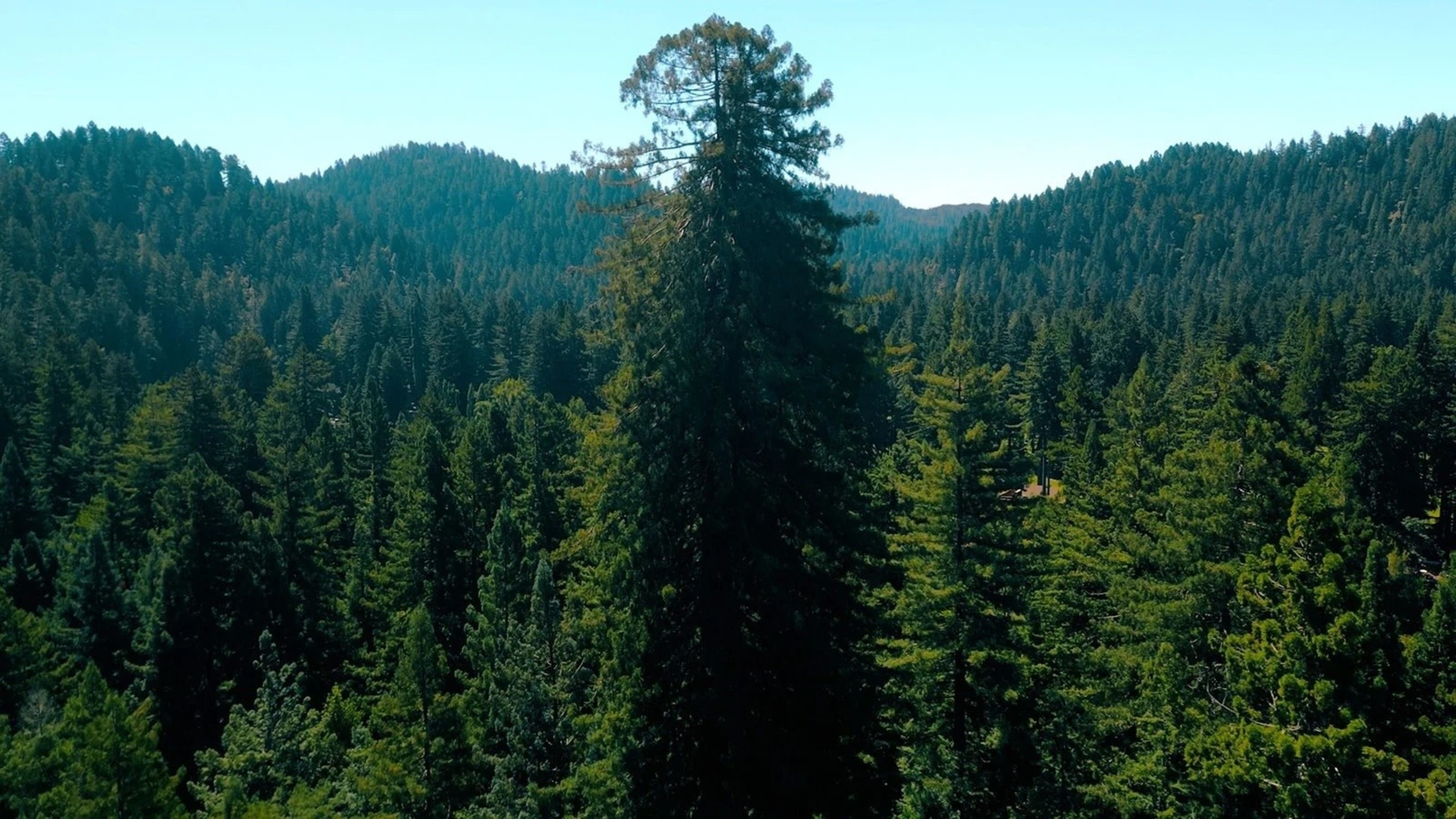 The image shows a dense forest of green conifer trees with one exceptionally tall tree standing prominently in the center, surrounded by rolling hills under a clear sky.
