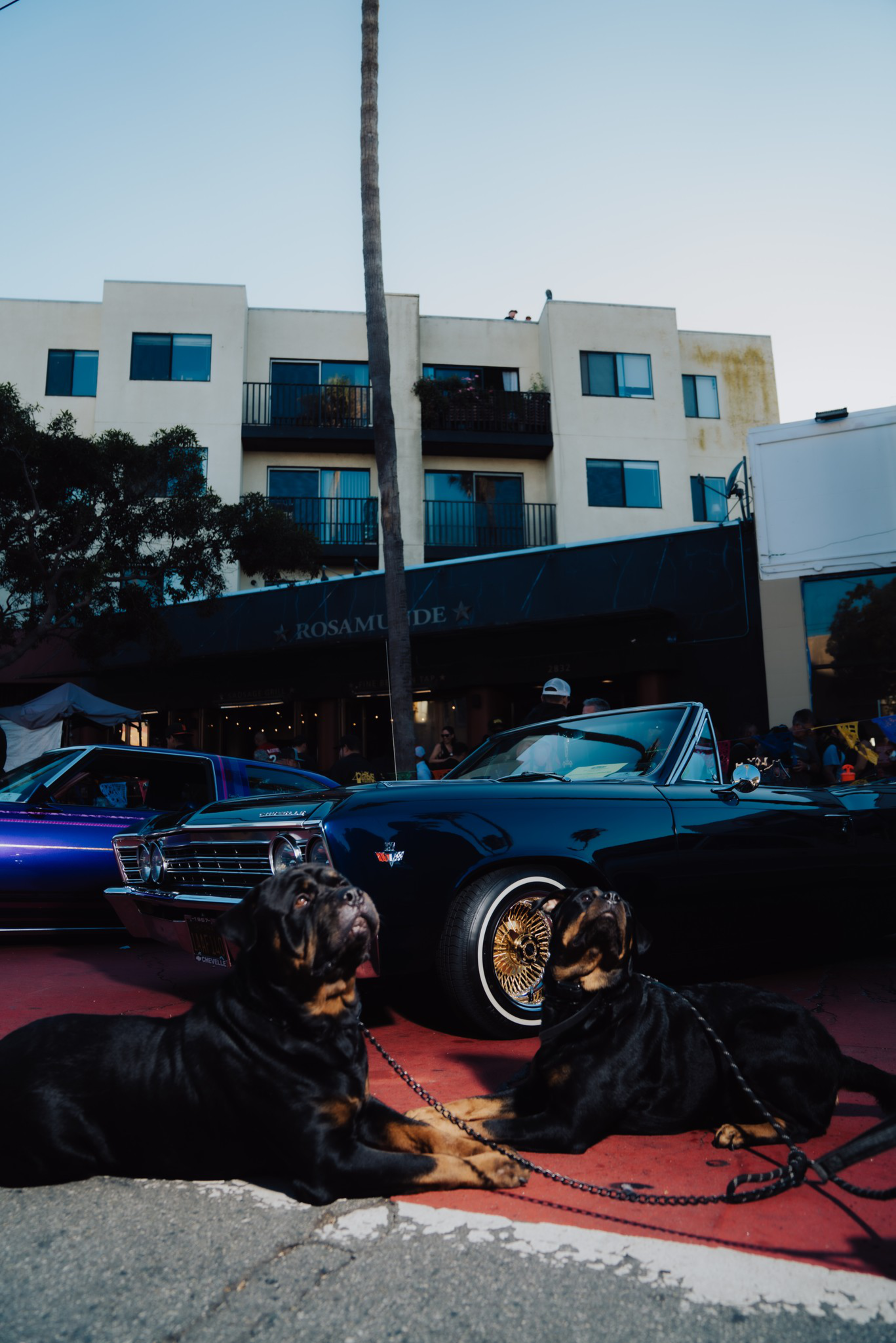 Two large Rottweilers lie on the ground in front of a black classic convertible car with gold rims, parked near a building with balconies.