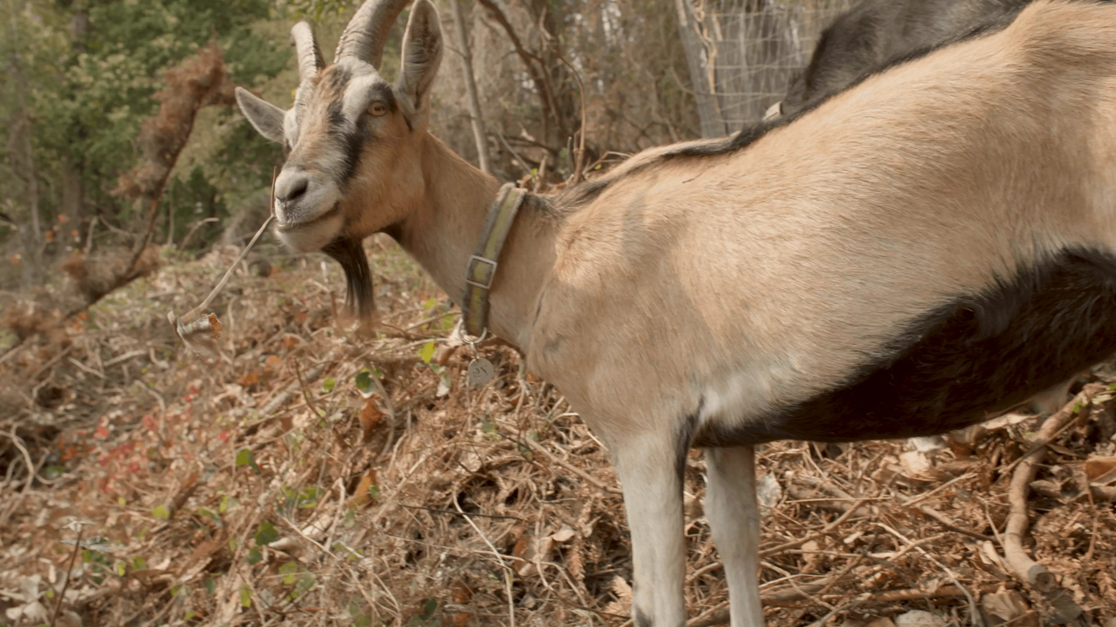 San Francisco deploys extra cops to deter retail theft during holiday ...