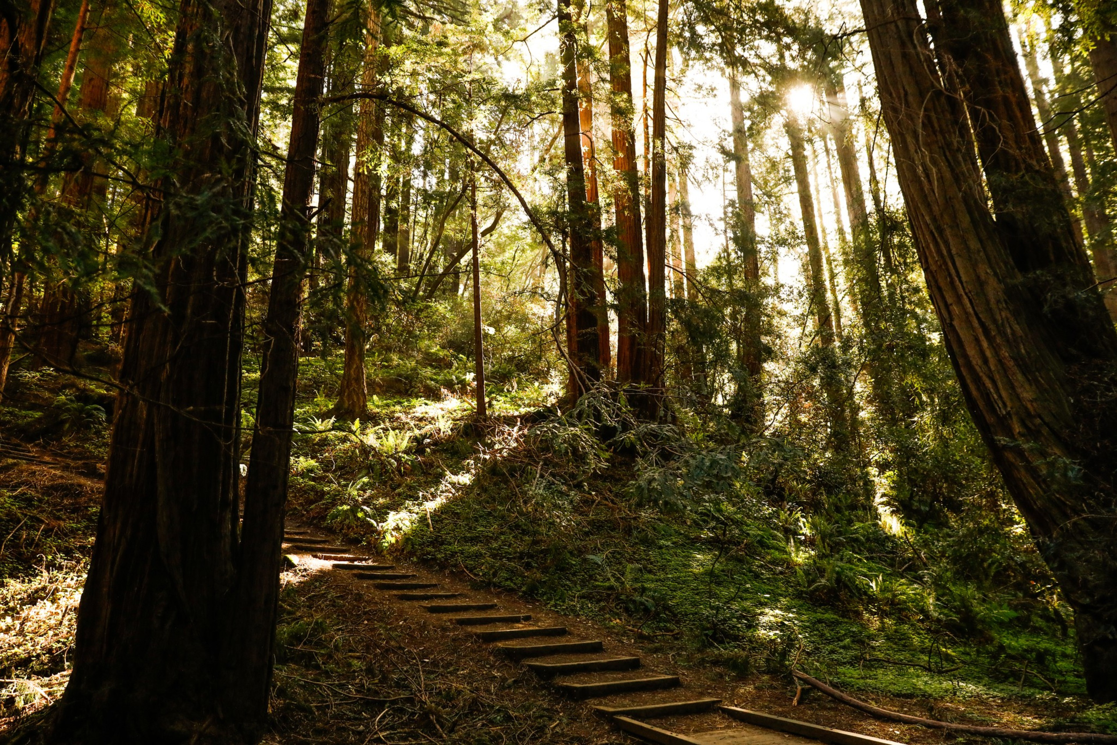 Sunlight filters through tall trees in a dense forest, casting long shadows on a narrow dirt path with wooden steps winding uphill.