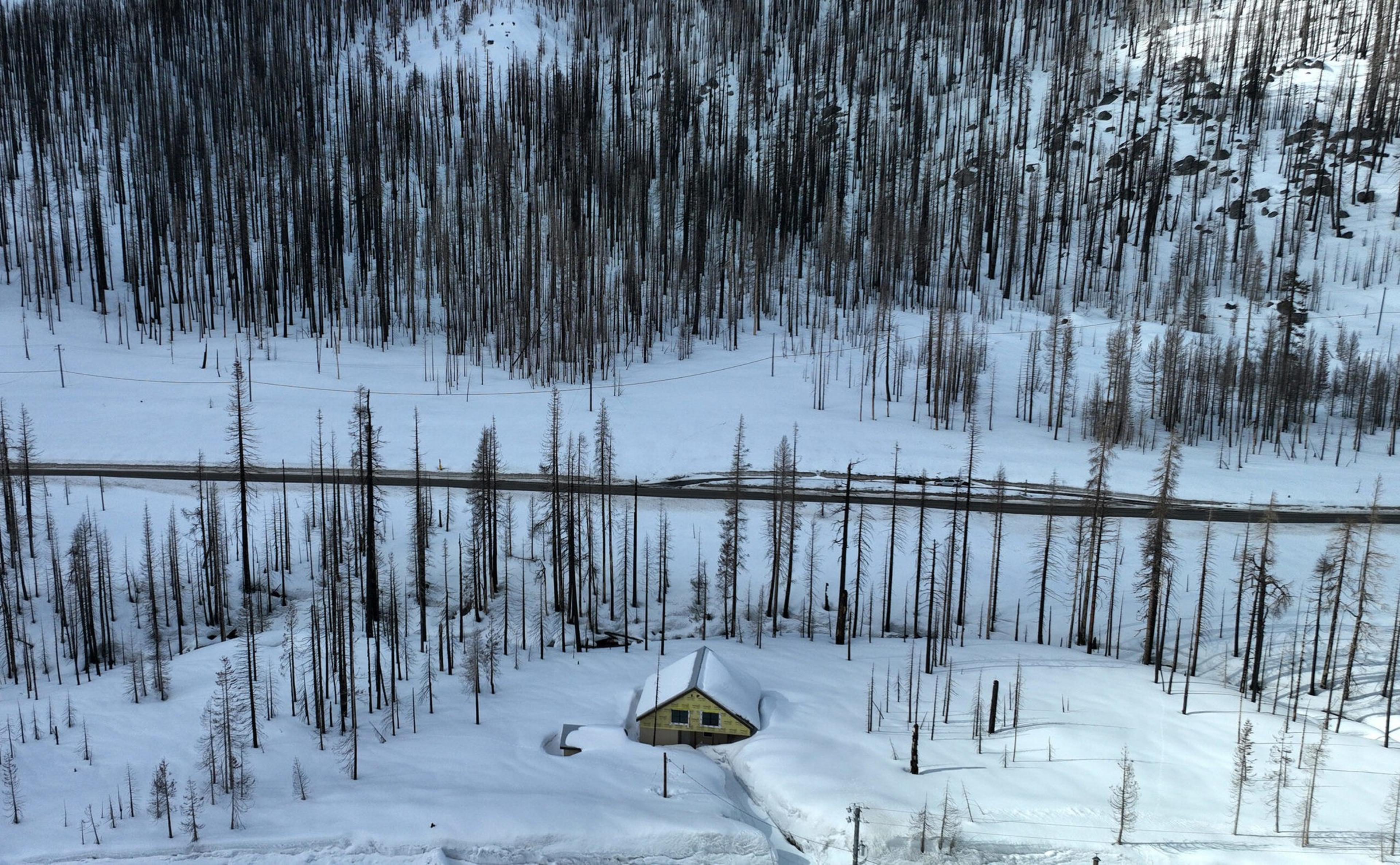 A small house nearly buried in deep snow sits in front of a road surrounded by a forest of tall, thin, leafless trees with snowy ground.