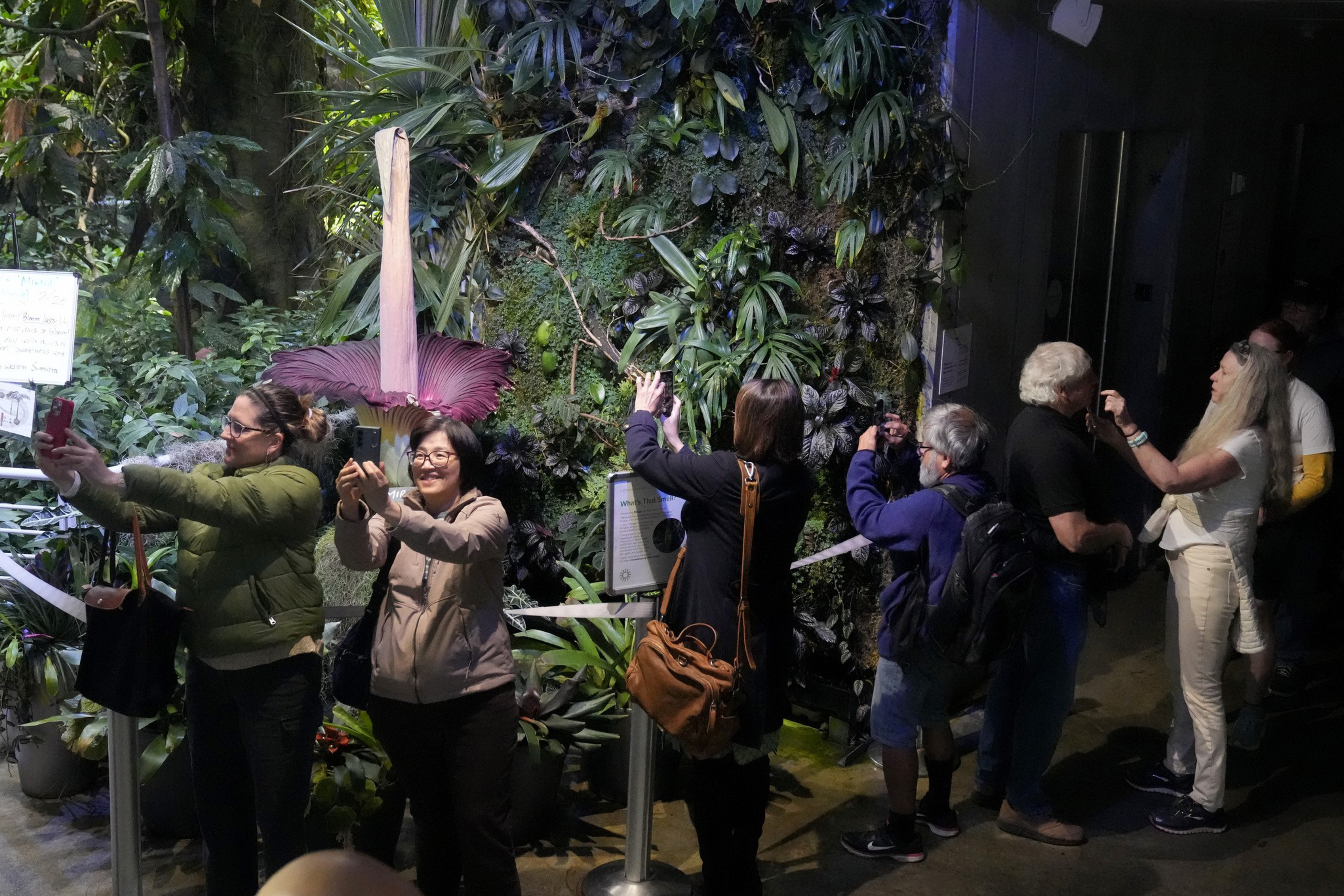 People take selfies in front of large purple flower and other green vegetation