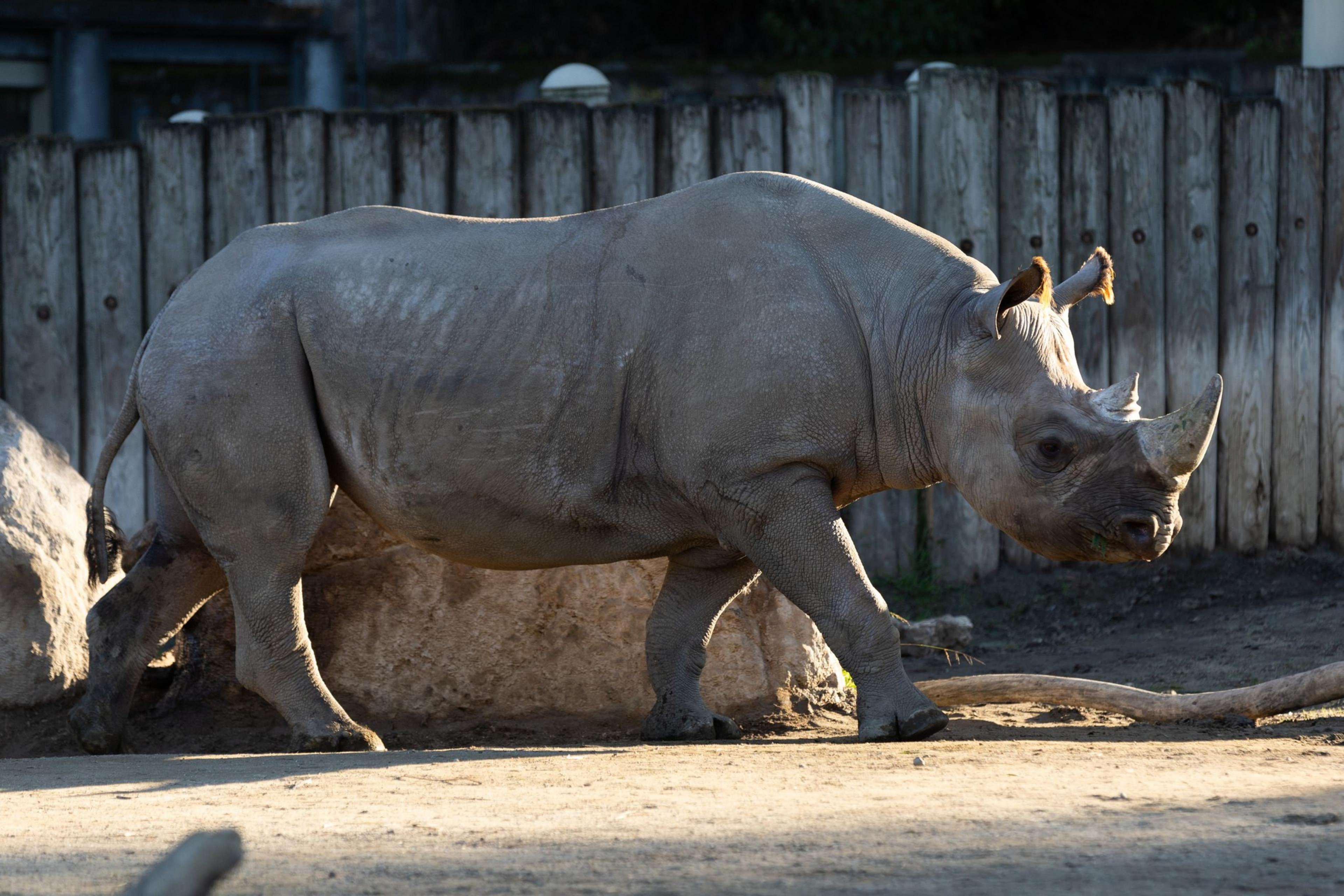 A rhino is walking on a sandy surface in front of a wooden fence. Its skin is gray and textured, with two prominent horns on its head.