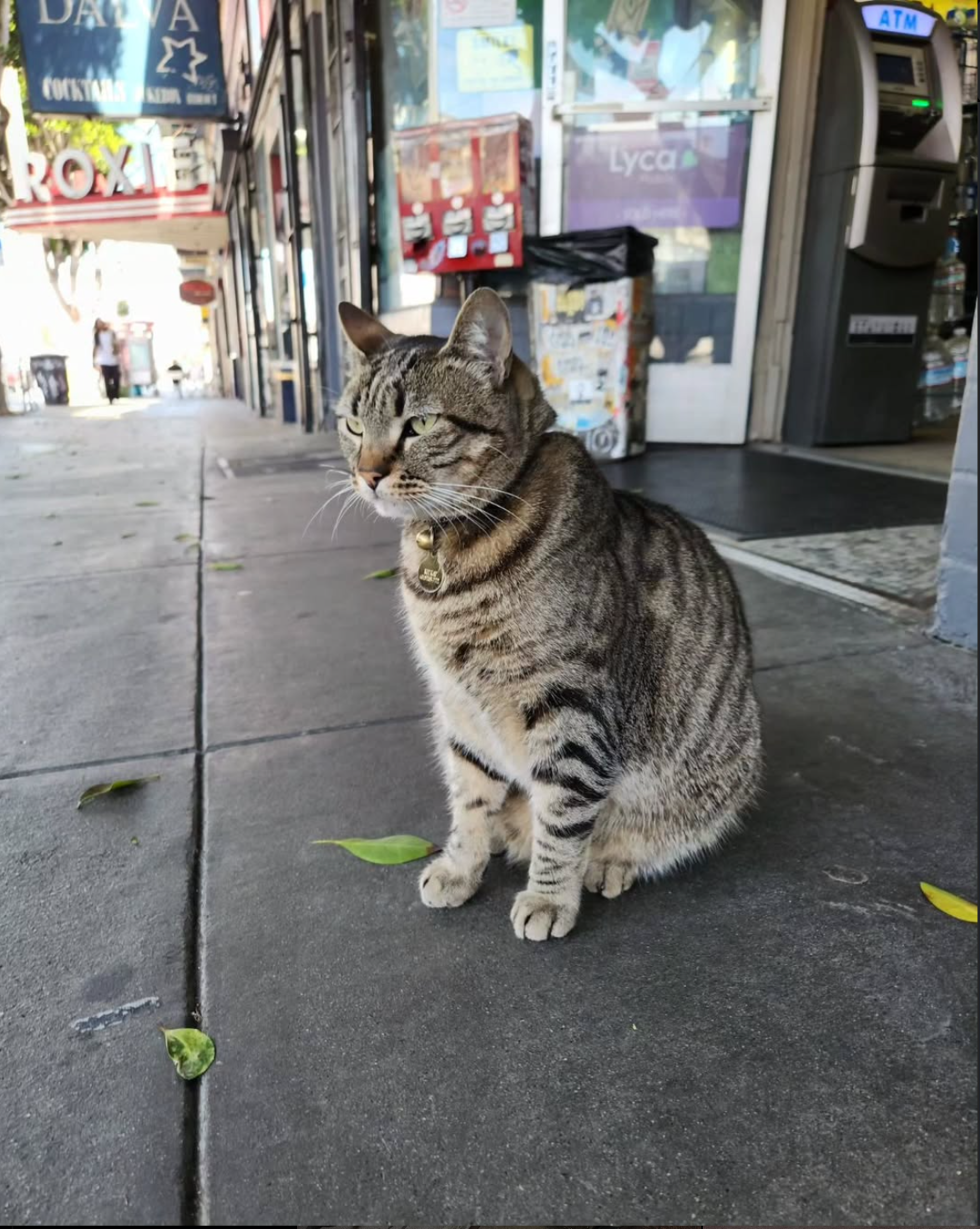 A tabby cat with stripes and a collar sits on a sidewalk near a store entrance, with fallen leaves scattered around.
