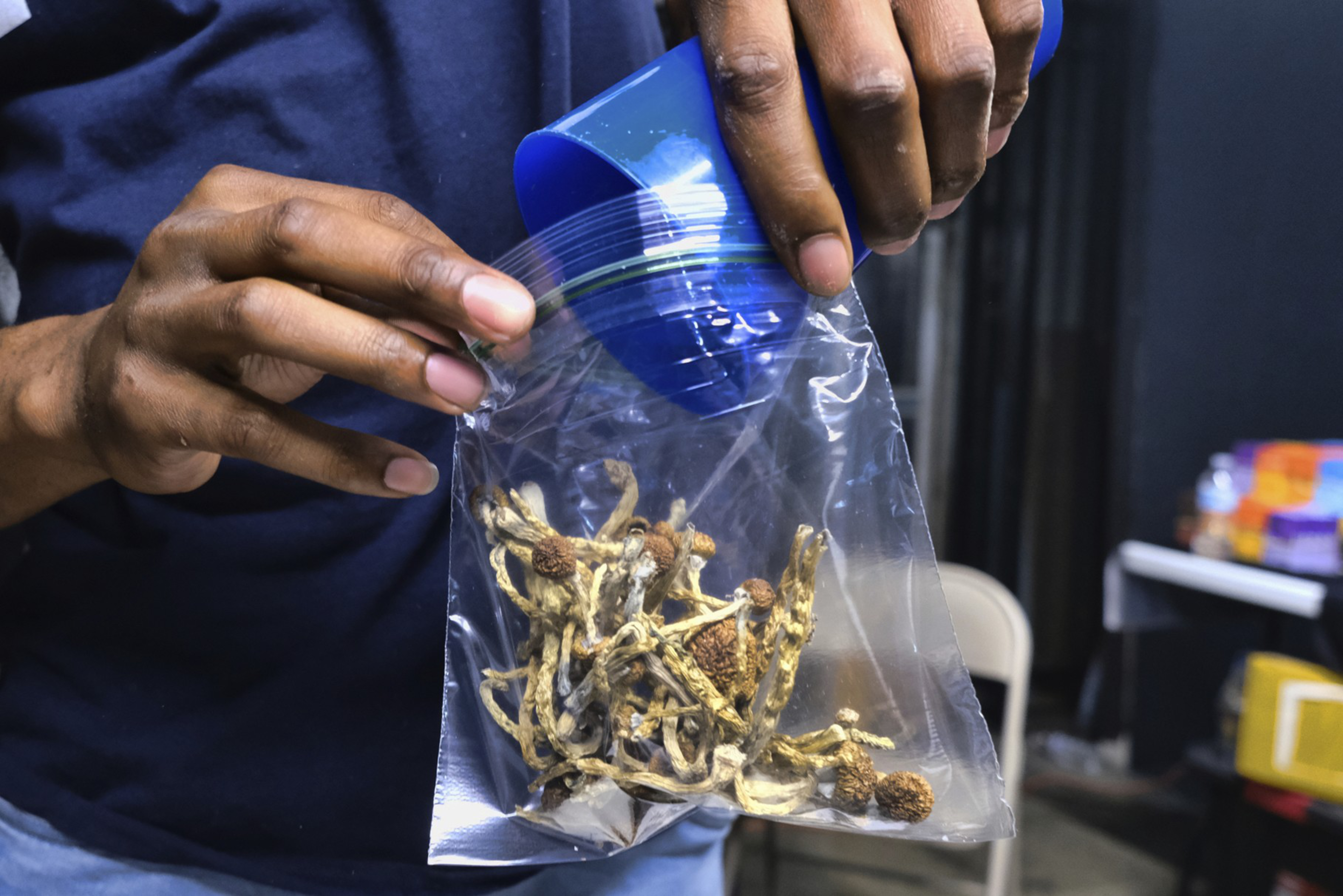 Psilocybin mushrooms