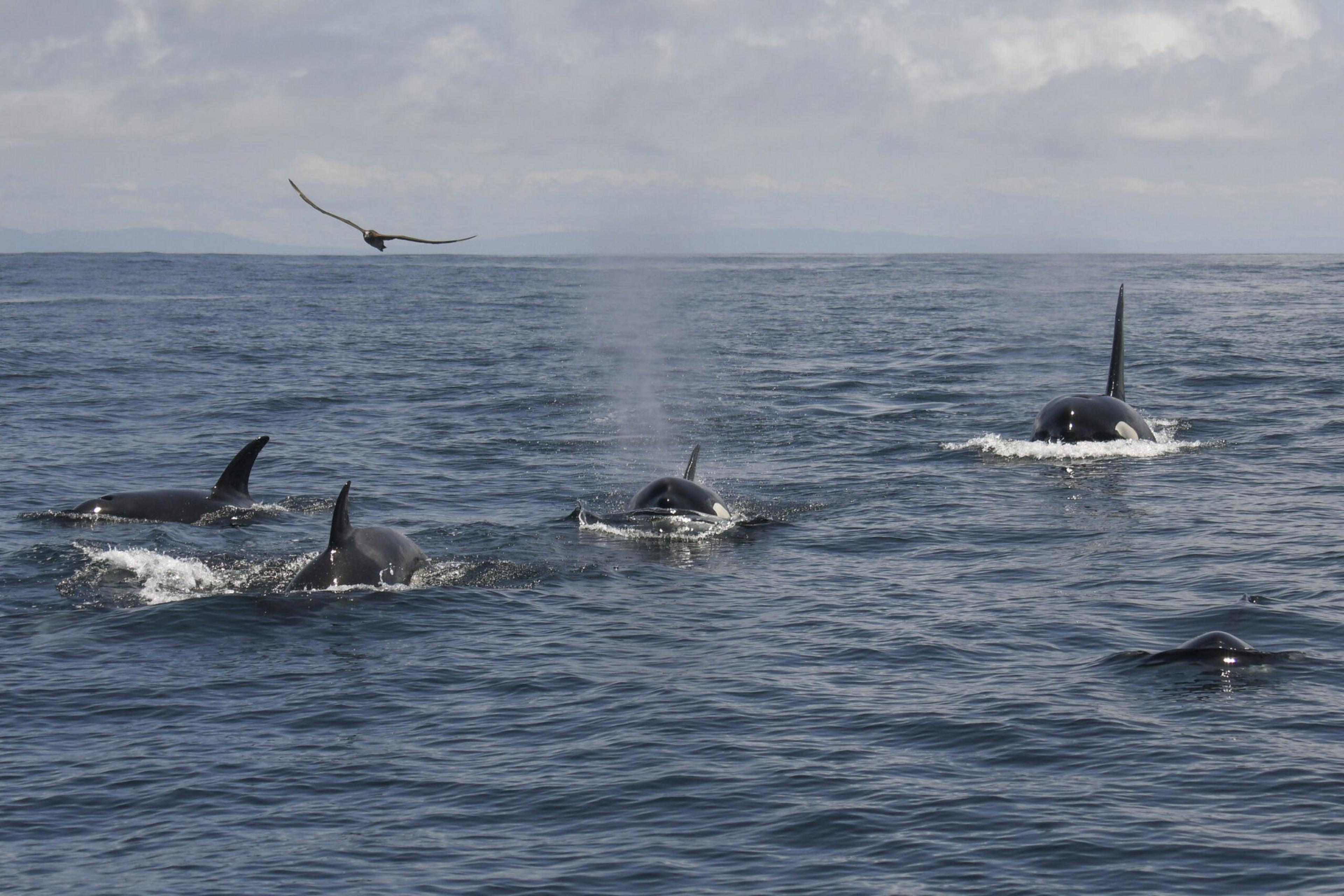 killer whales