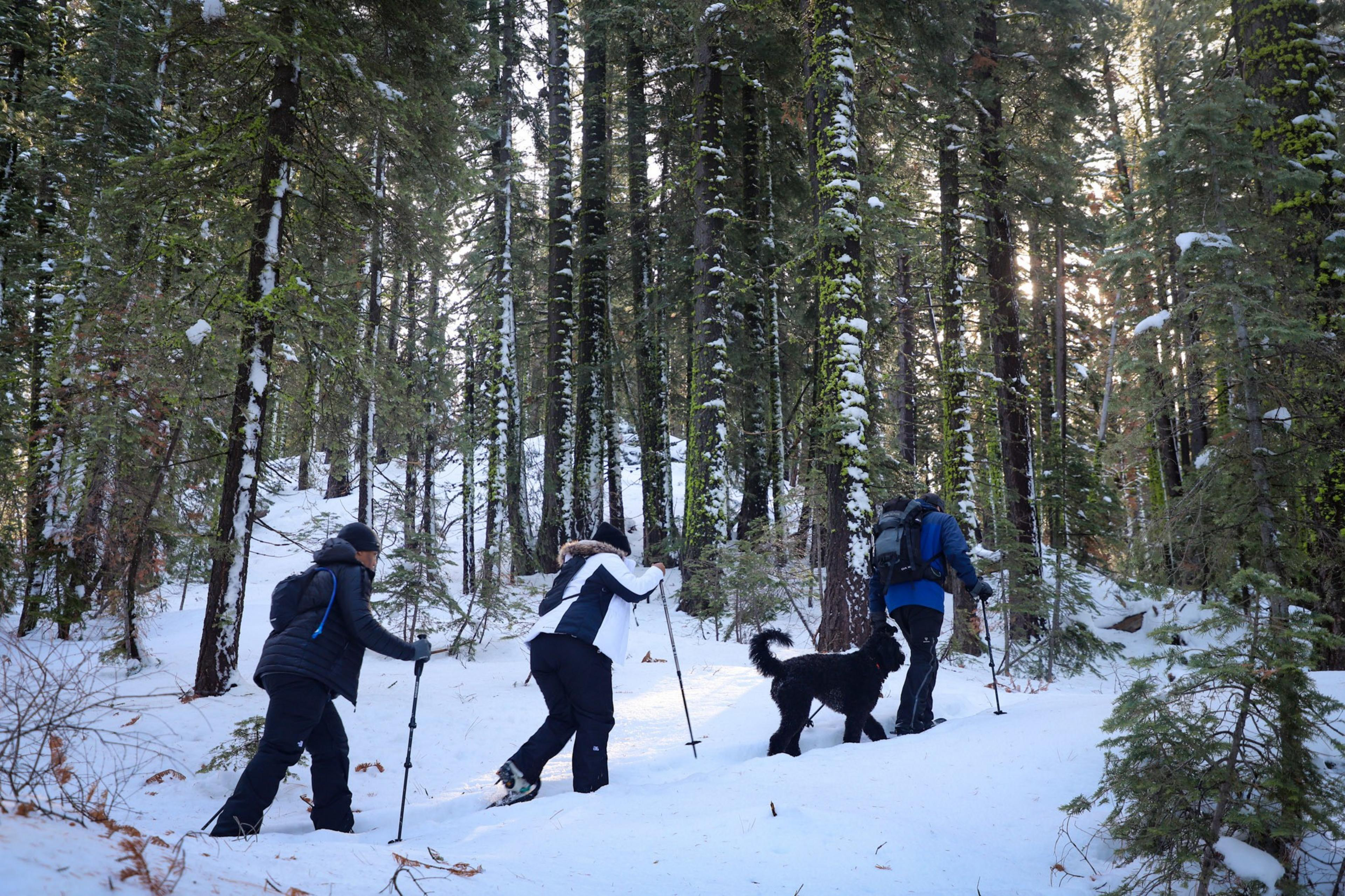 Three people and a dog snowshoe up a slight hill with trees in the background.