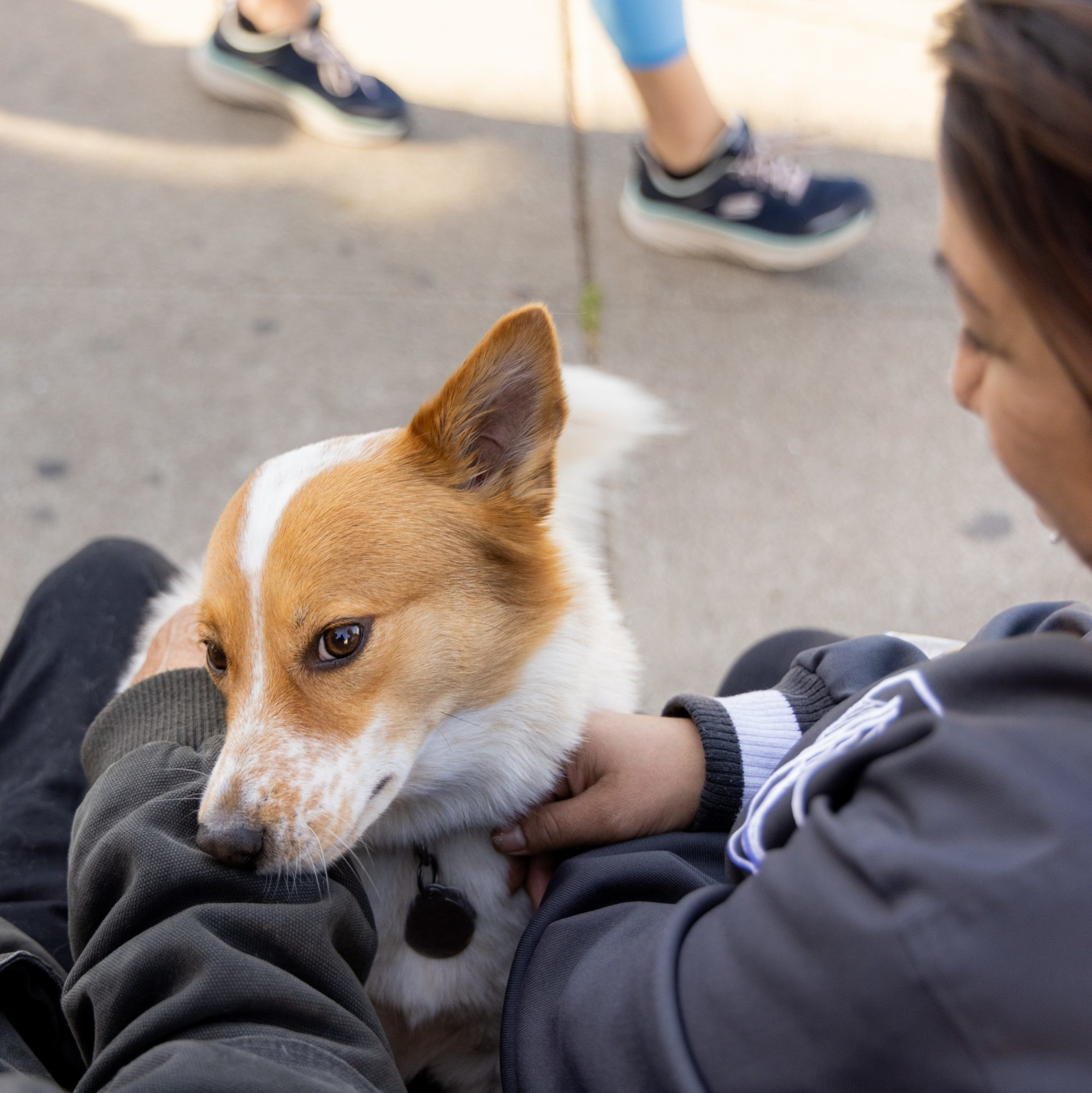 A person in a grey jacket gently cradles a brown and white dog with pointy ears and a thoughtful expression, while another person sits nearby, visible from their legs.