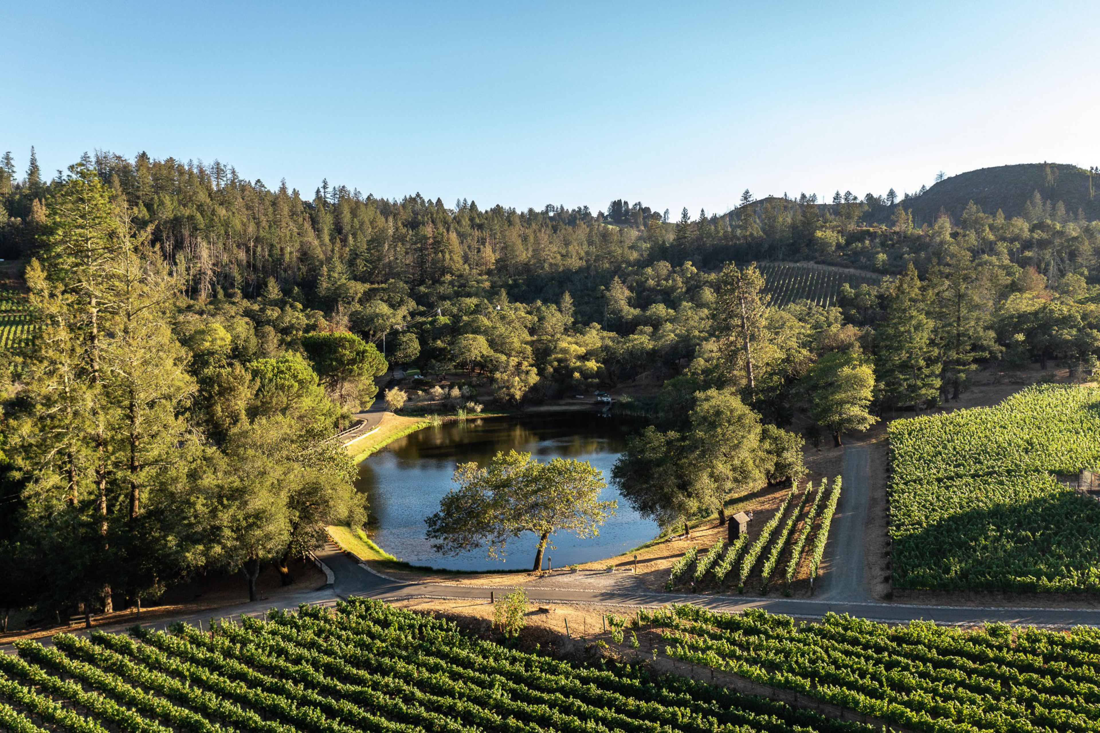A vineyard surrounds a small pond with a lone tree by its edge, set against forested hills under a clear blue sky.