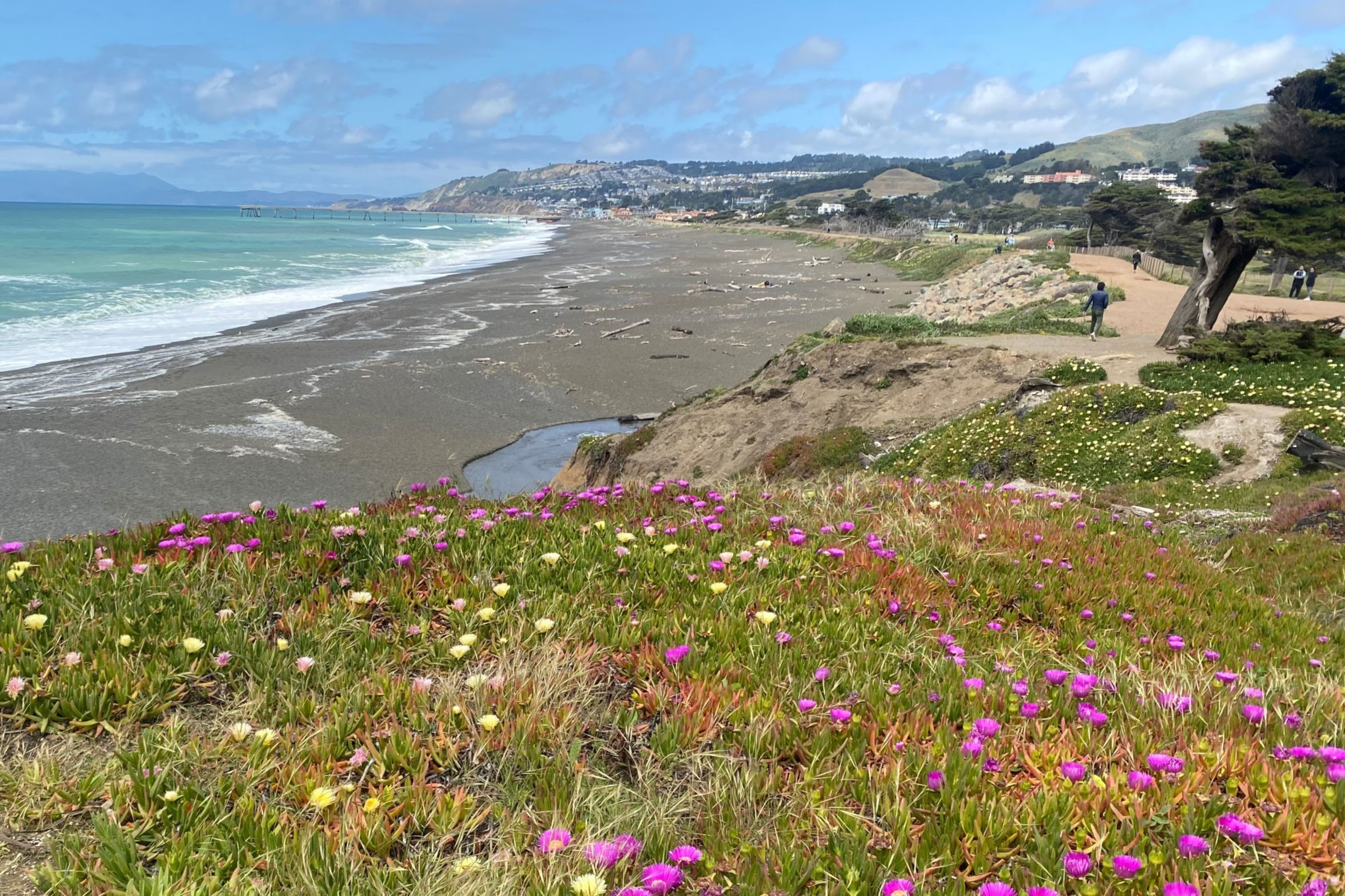 A view of a beach foregrounded by wildflower.