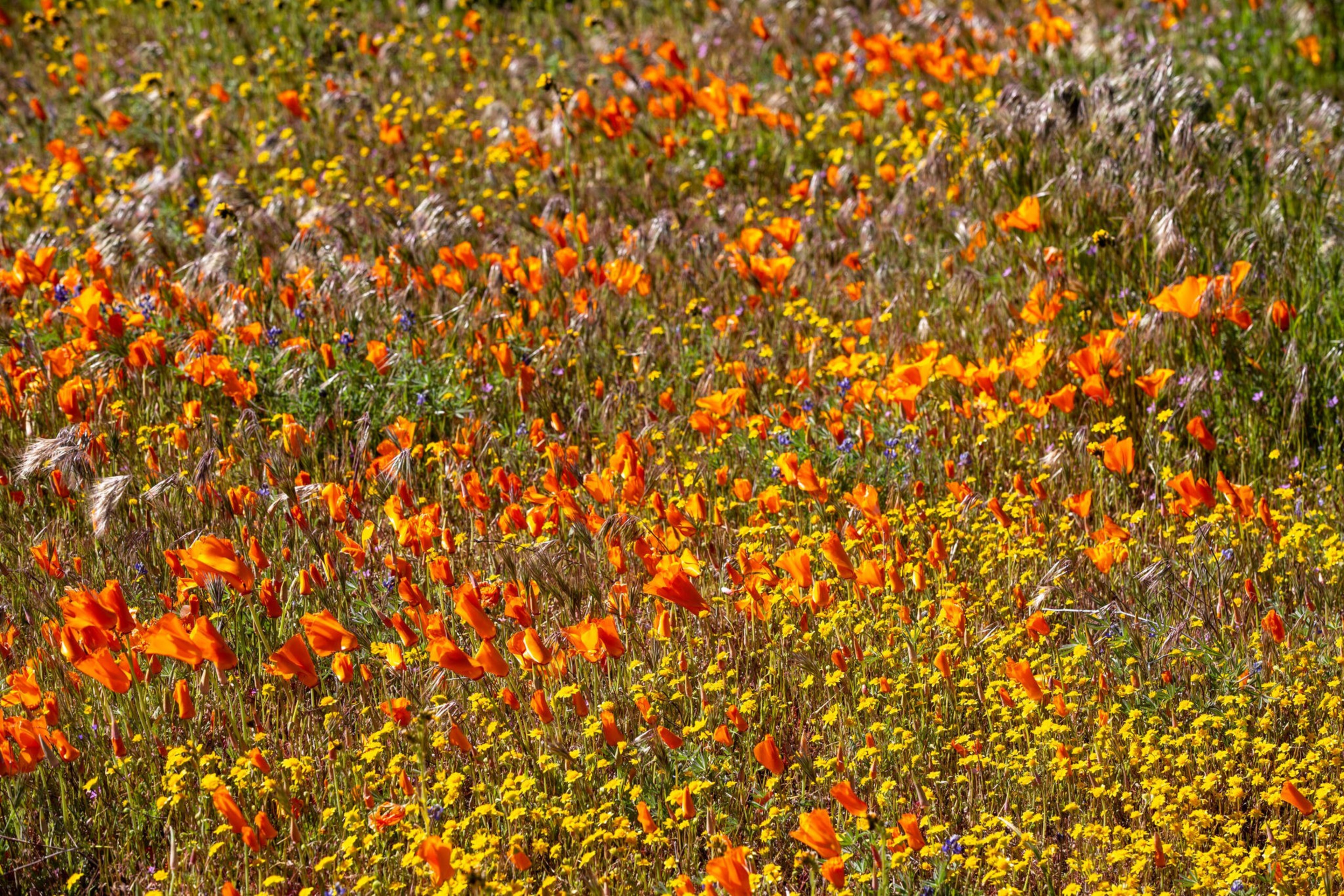 A vibrant field is filled with orange poppies, small yellow flowers, and patches of purple blossoms mixed with tall, wispy grass.