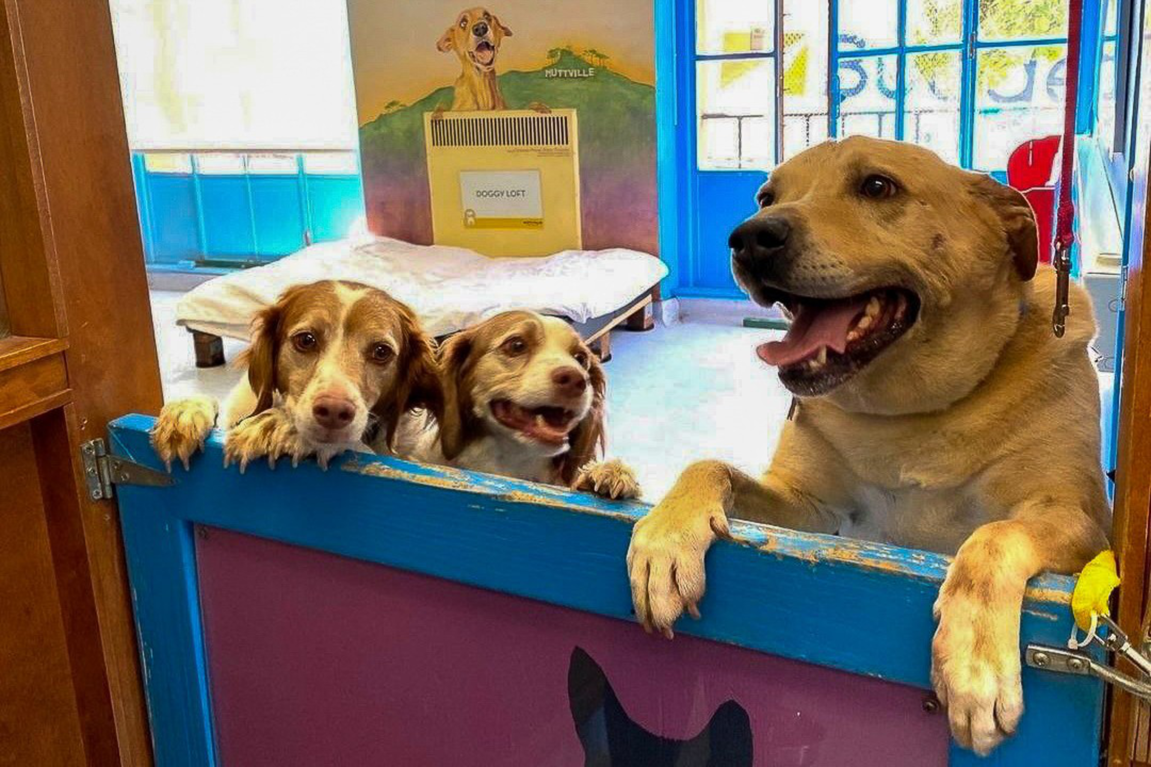 Three dogs with their paws on a blue door frame, looking eager and happy inside a brightly lit room with a dog bed and colorful walls.