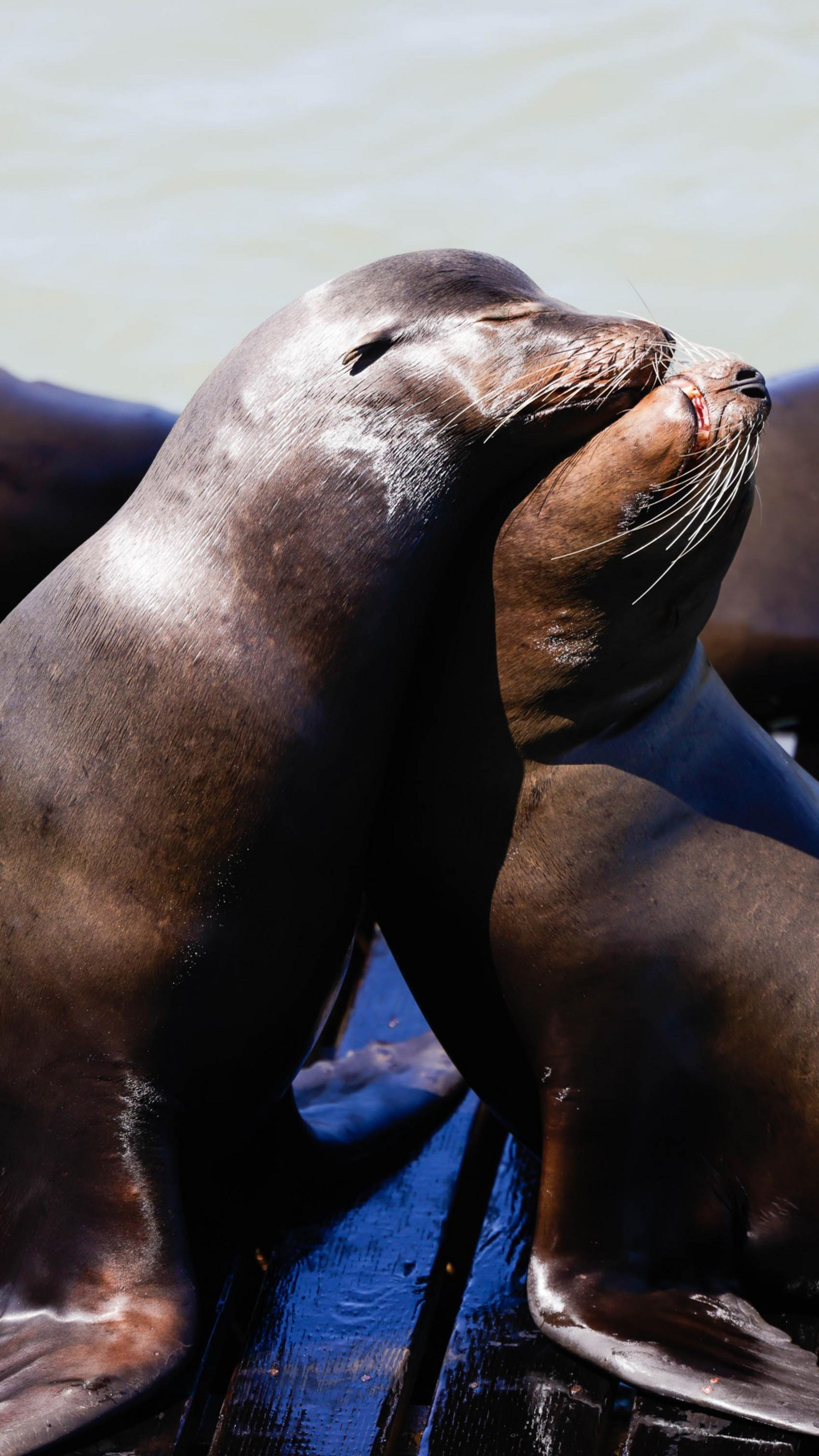 A sea lion nuzzling another on a dock, with a water backdrop.