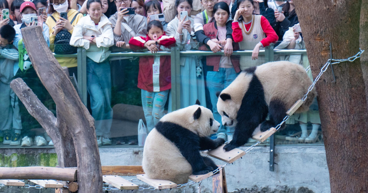 Pandas are expensive. The mayor wants Big Tech, wealthy donors to help ...
