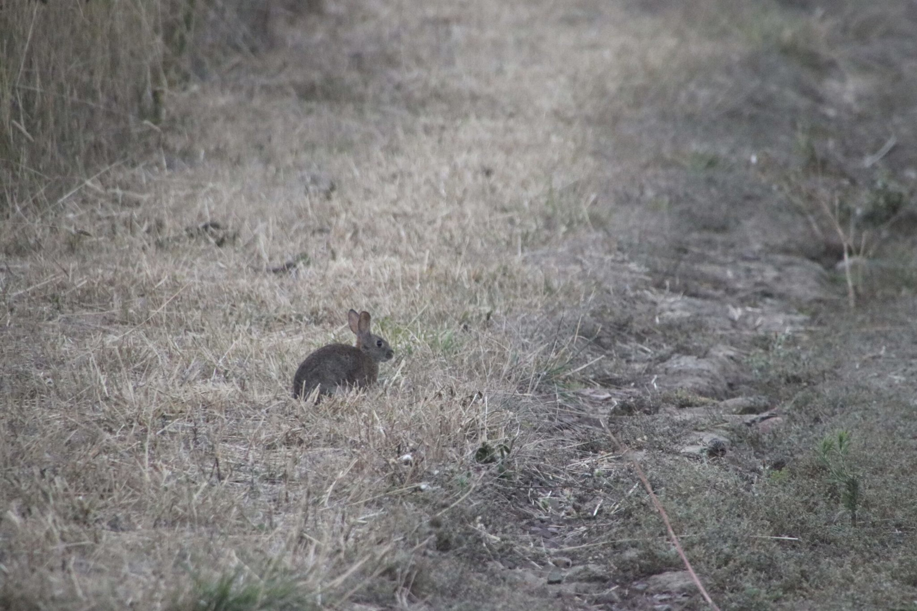 A small brown rabbit sits on dry grass next to a dirt path, blending into the muted natural surroundings.
