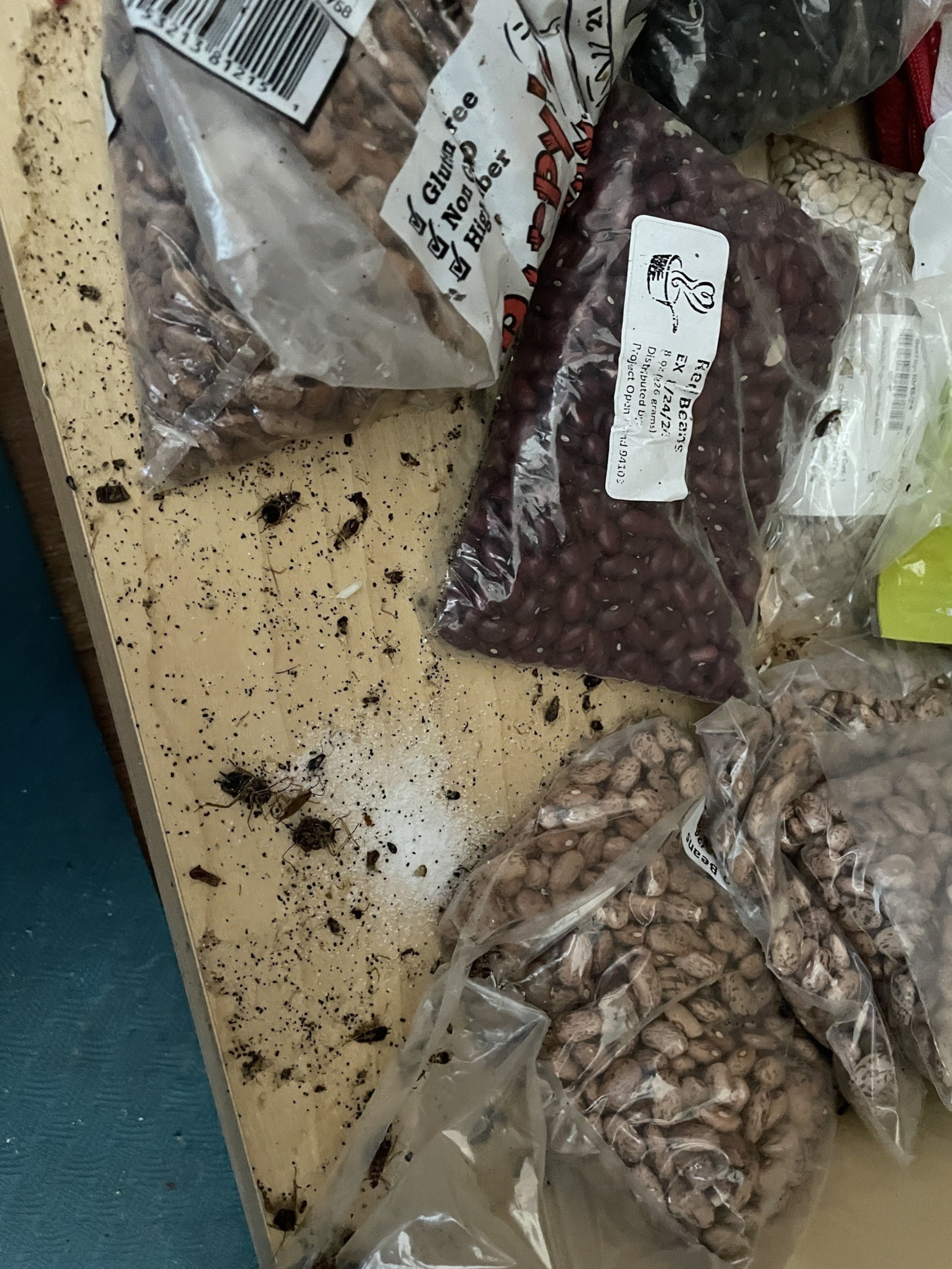Plastic bags of beans, including kidney and pinto, lie on a surface with spilled contents and what appear to be small insects scattered around.