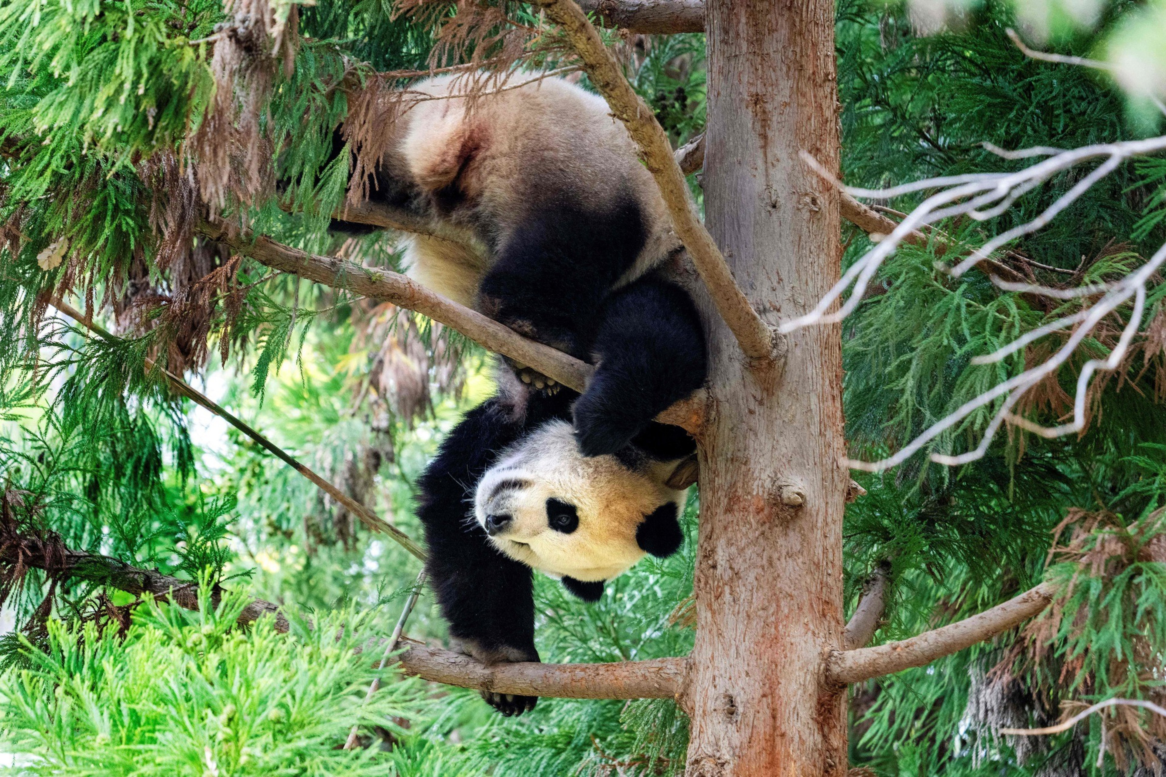 A pandas playfully climbing in a lush, green tree.