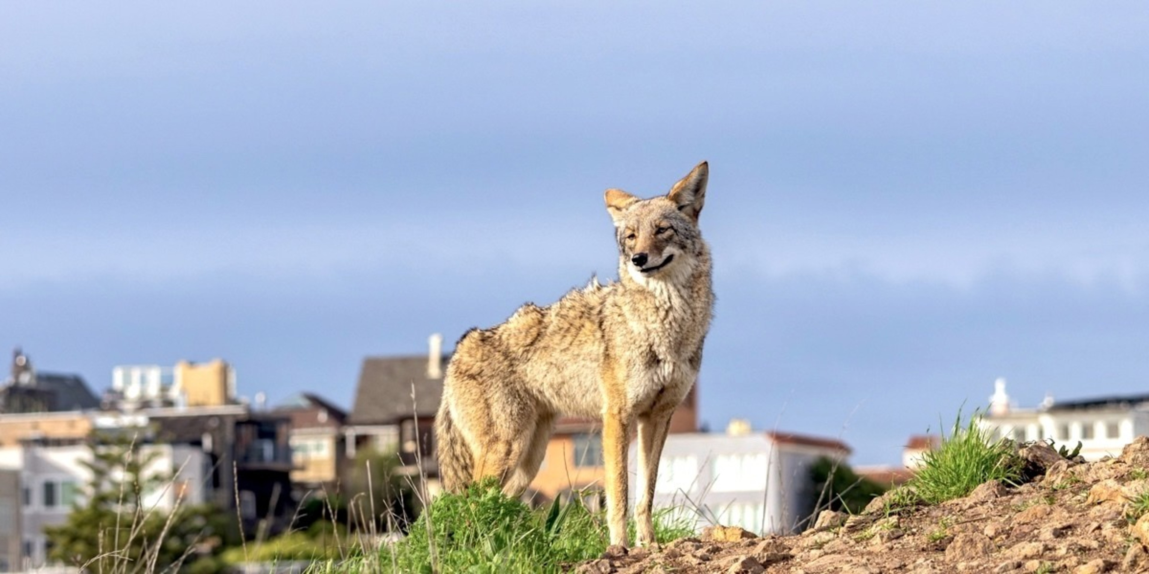A lone coyote stands on a hill in San Francisco.