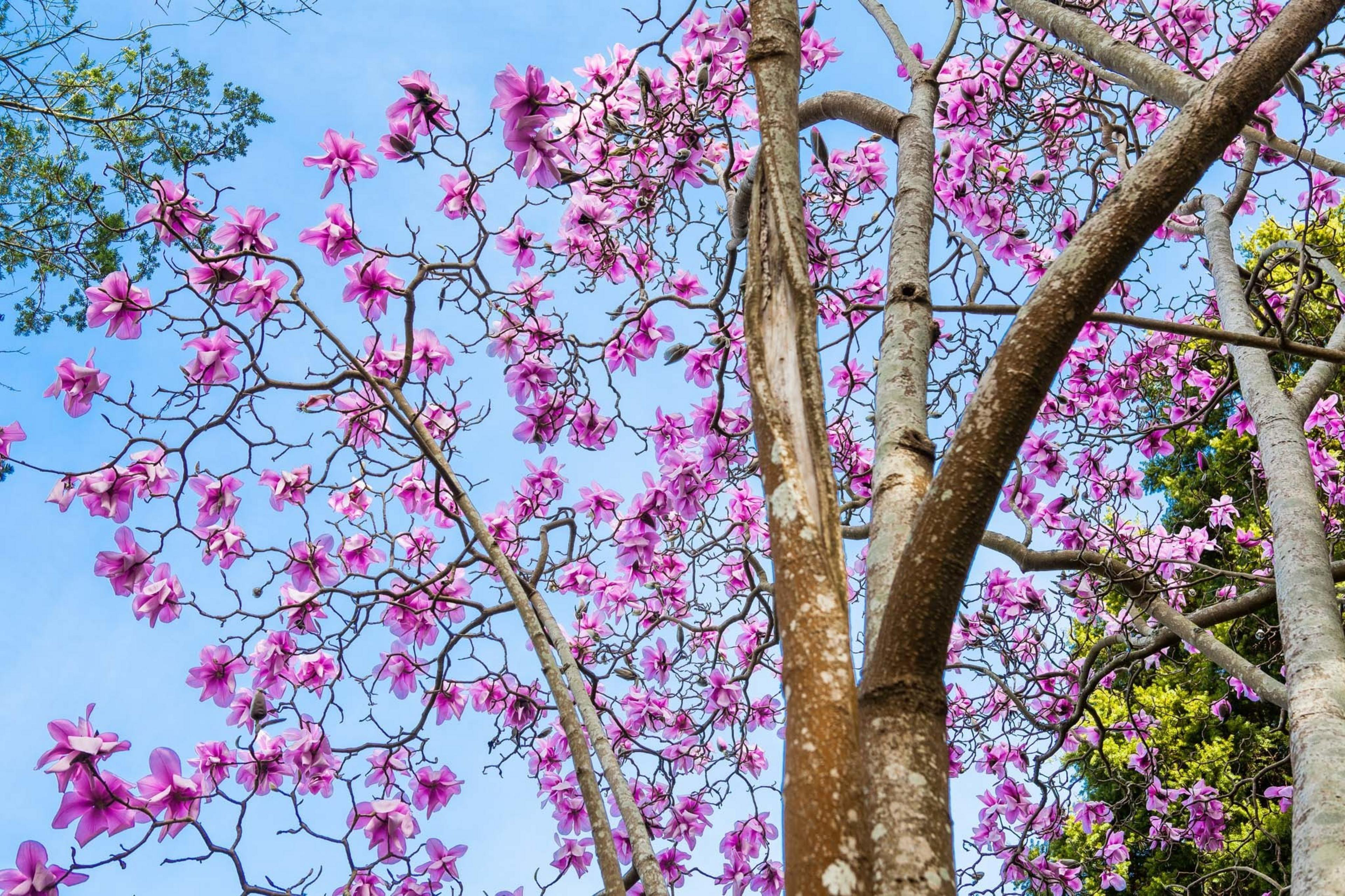 The image shows a tree with vibrant pink flowers on slender branches, set against a clear blue sky. The blossoms are abundant and delicate.