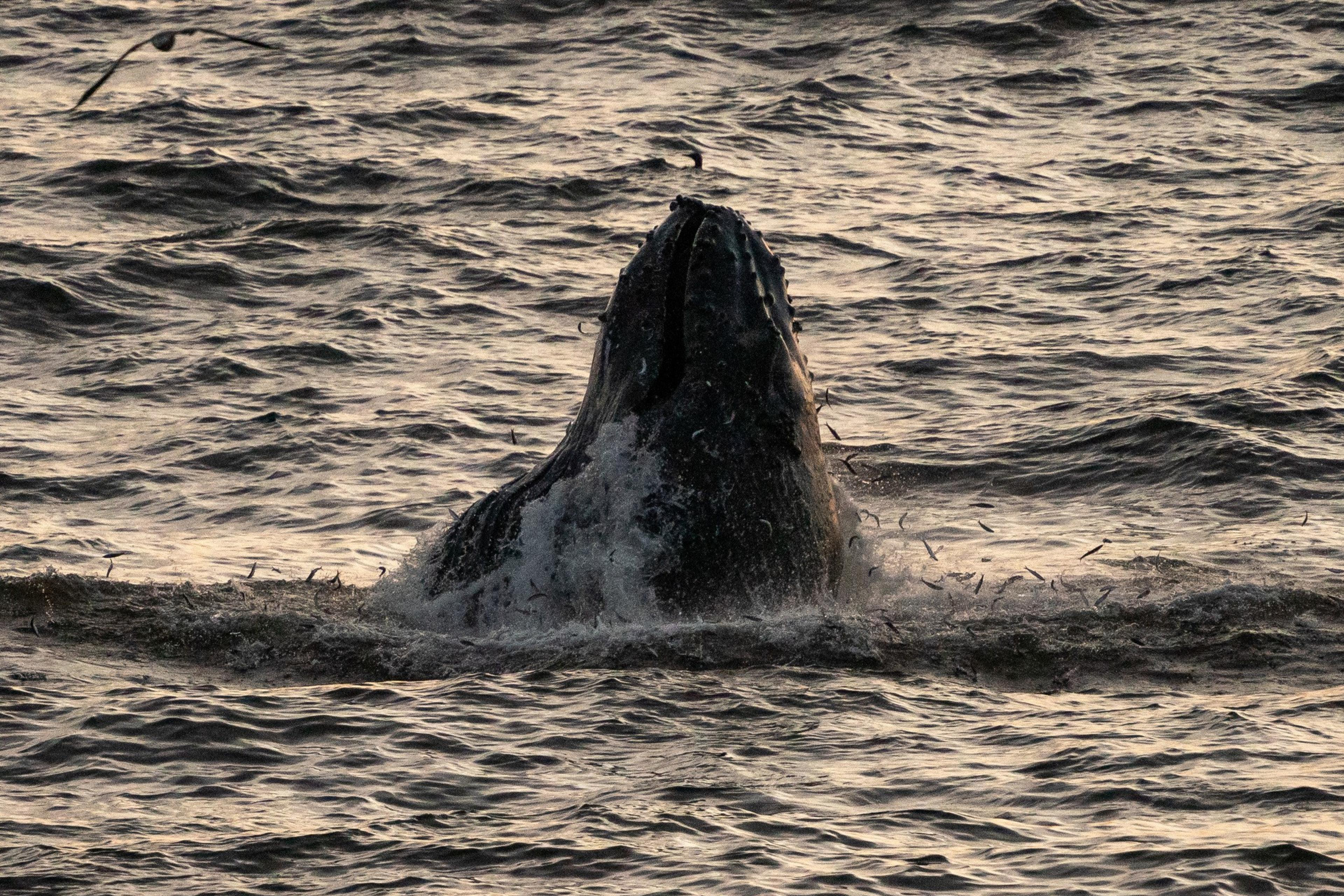 A whale breaches the water, its head and mouth emerging amid splashing waves, with small fish scattered around. The sea is slightly choppy under dim light.