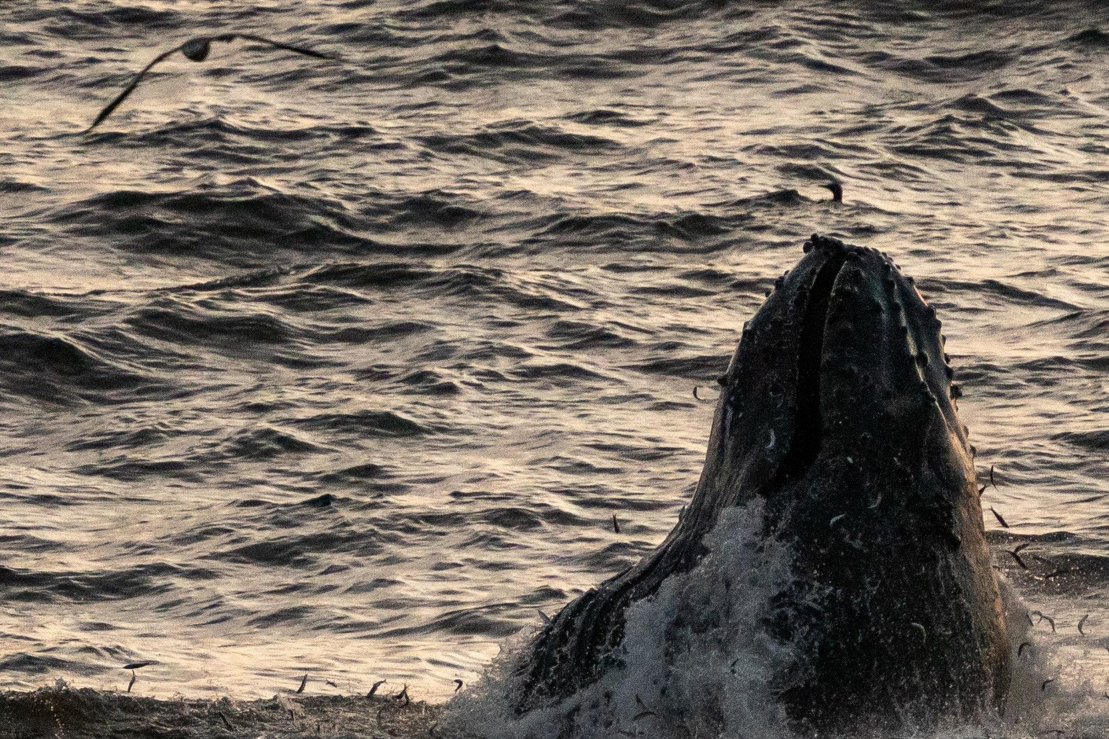 A whale breaches the water, its head and mouth emerging amid splashing waves, with small fish scattered around. The sea is slightly choppy under dim light.