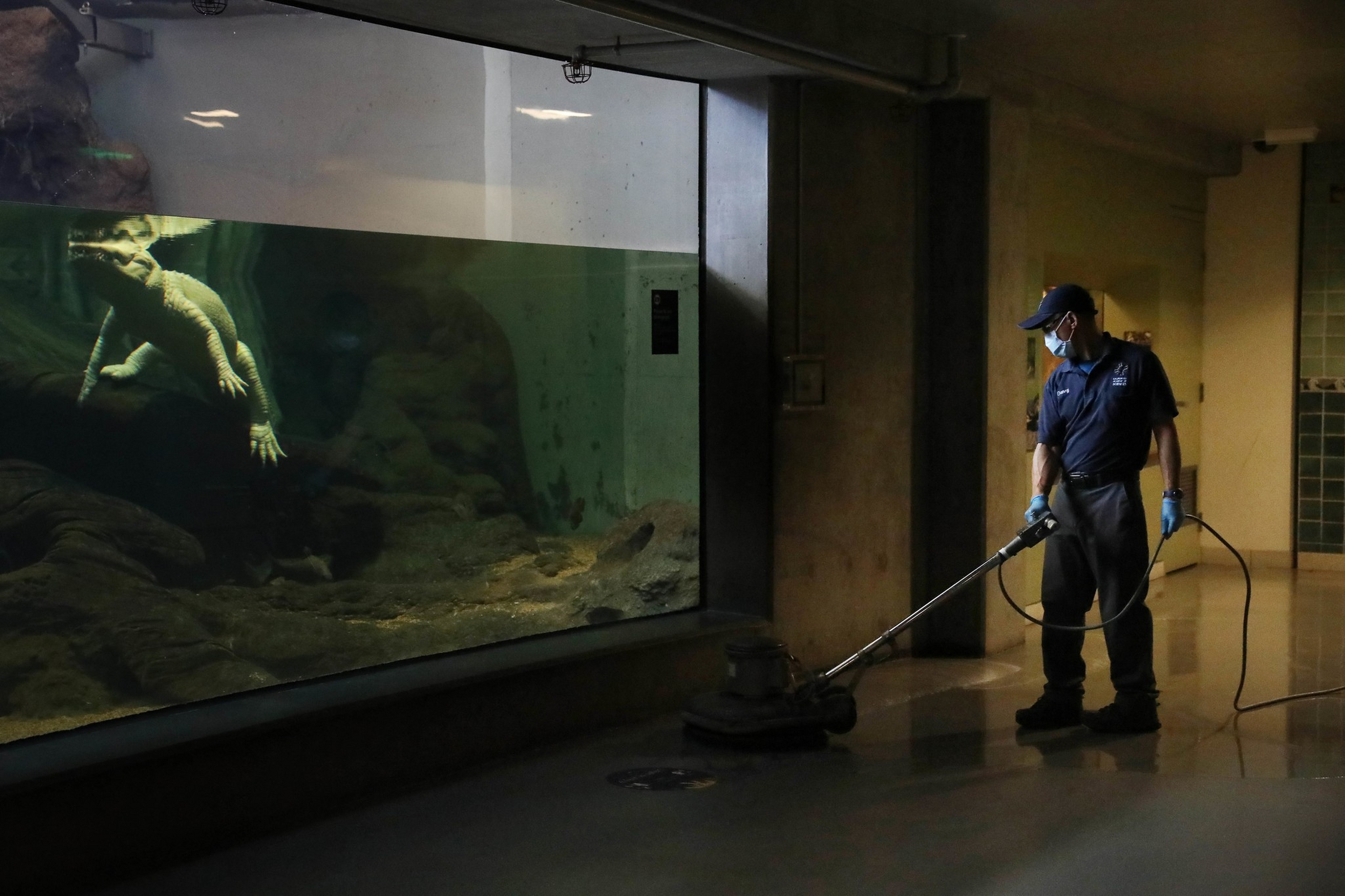A person wearing a mask and gloves is cleaning the floor near a large aquarium with a lizard swimming inside.