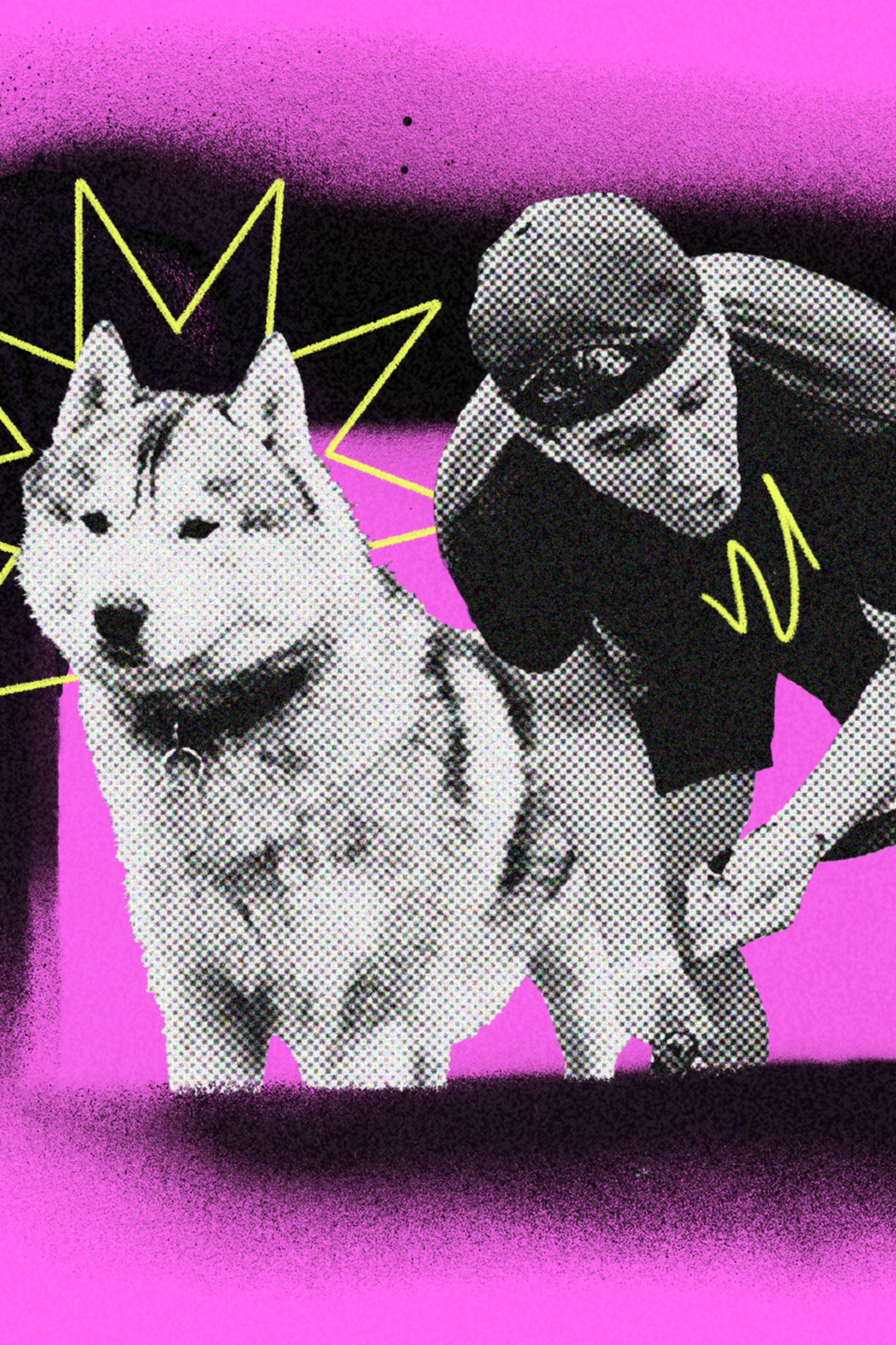 A person in a cap trims the fur of a large husky dog against a bright pink background with yellow star-like doodles.
