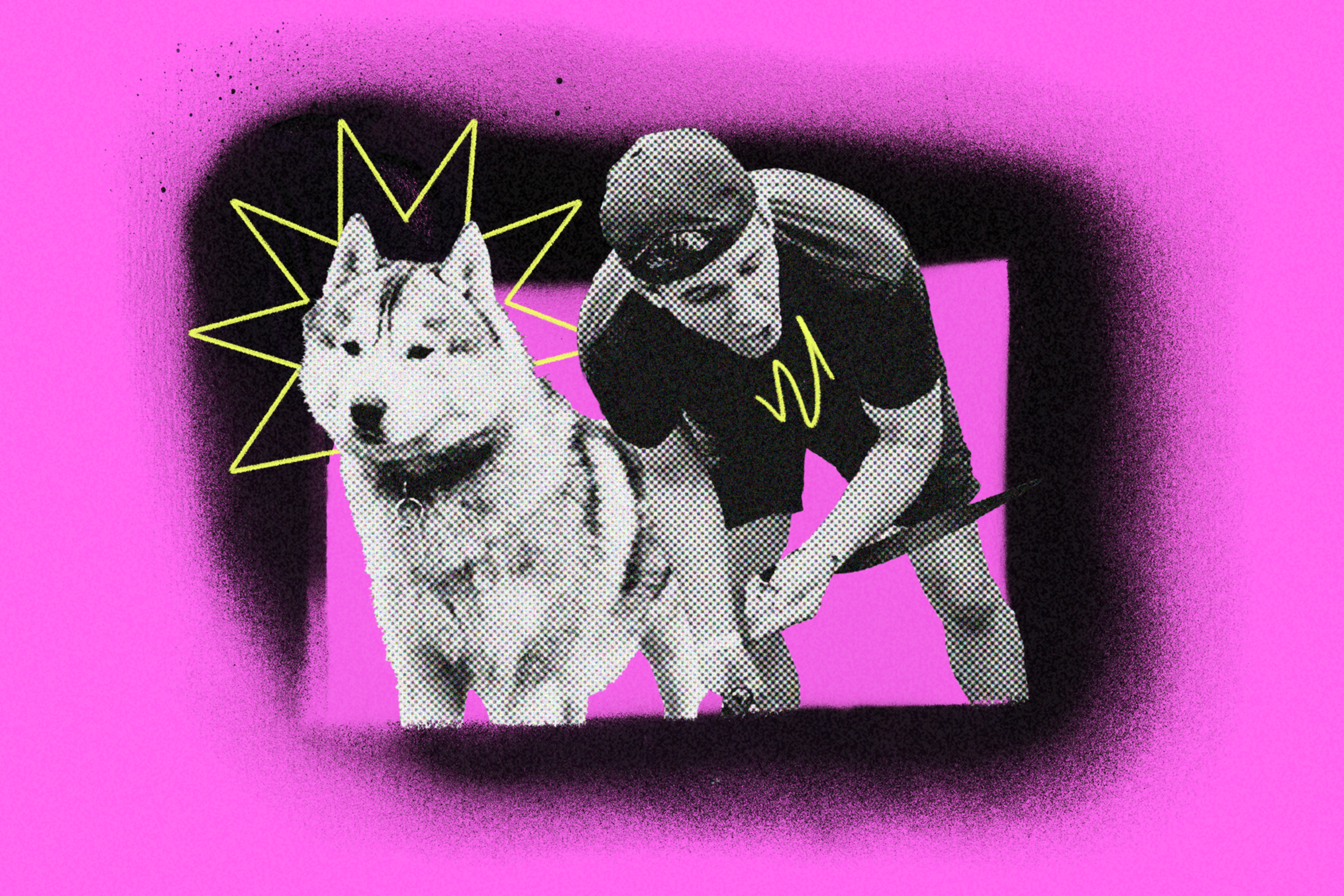 A person in a cap trims the fur of a large husky dog against a bright pink background with yellow star-like doodles.