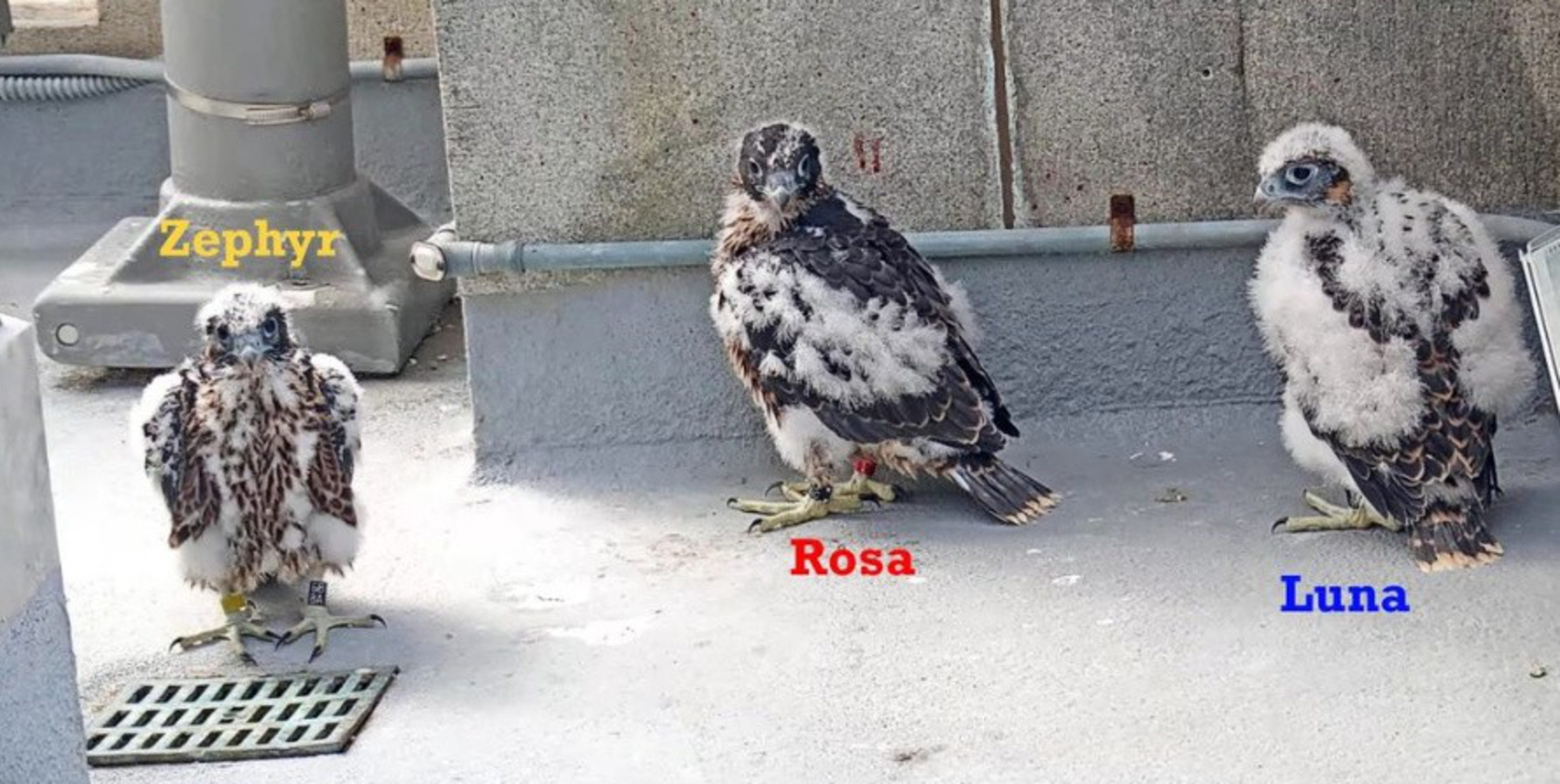 Three young birds with speckled feathers stand on a rooftop, each labeled with names in different colored text: Zephyr in yellow, Rosa in red, and Luna in blue.