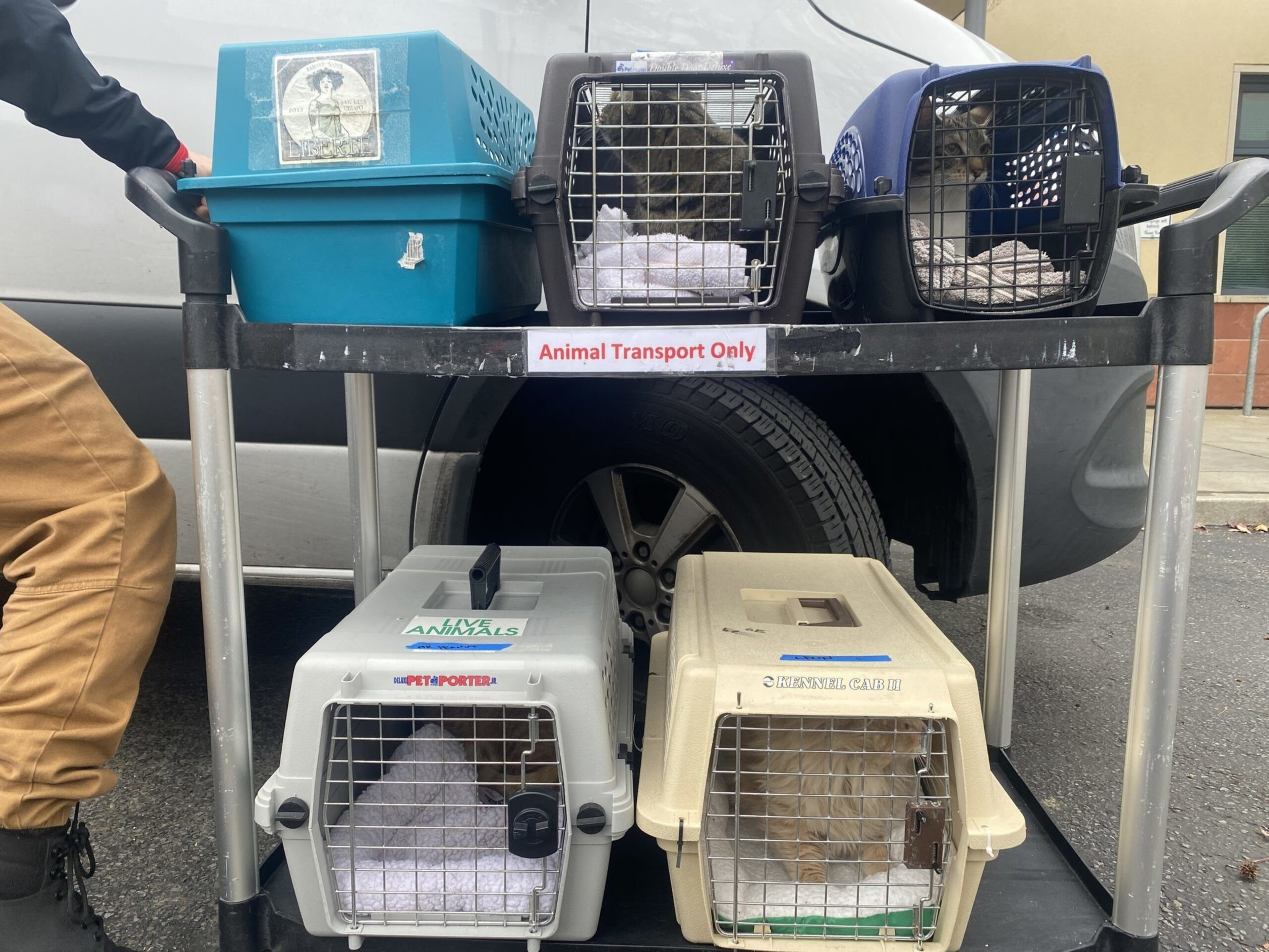 Five pet carriers with cats inside are arranged on a cart labeled "Animal Transport Only" in front of a parked vehicle.