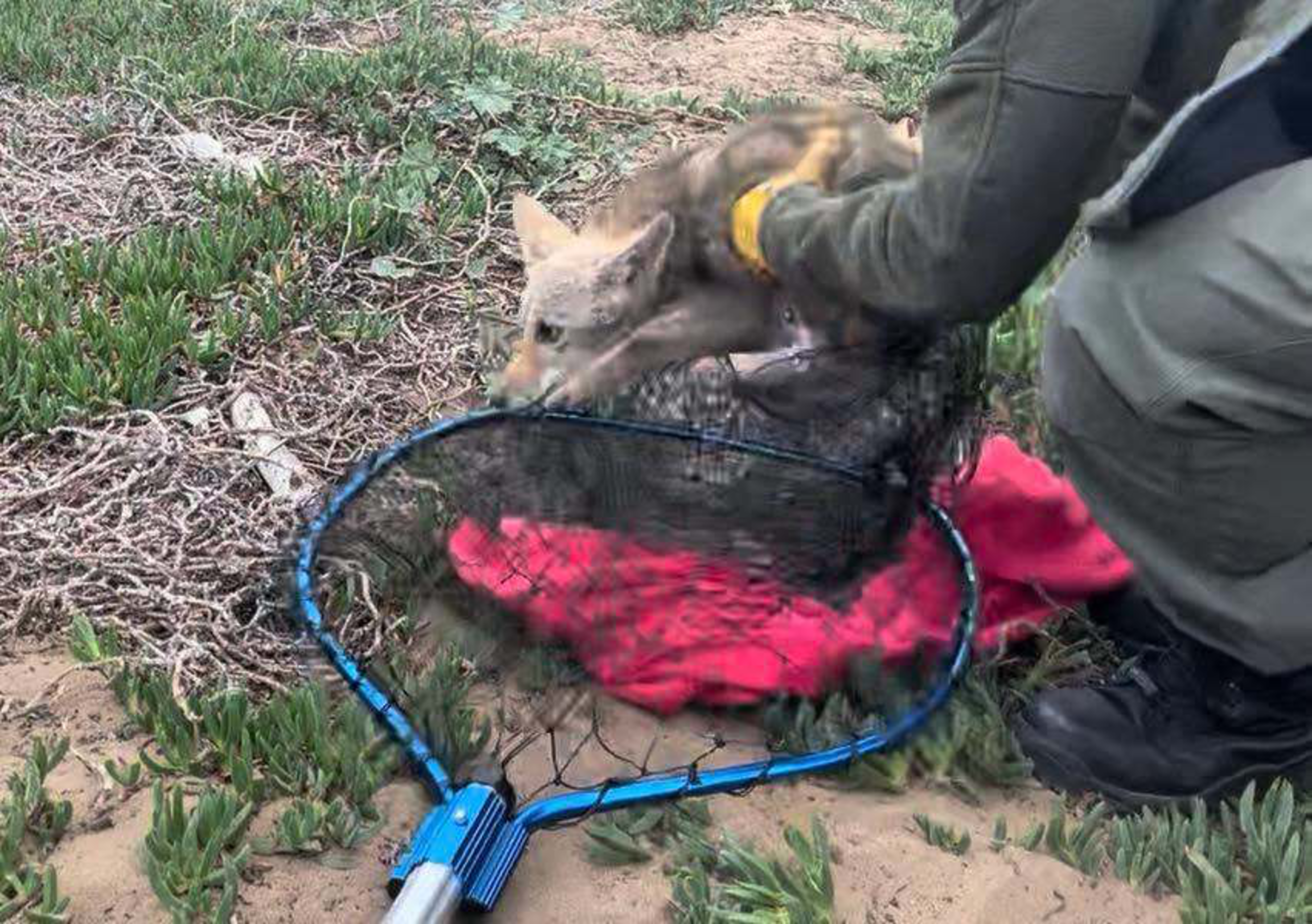 A person wearing gloves is carefully placing a small coyote into a net on the ground, near some green vegetation and a red cloth.