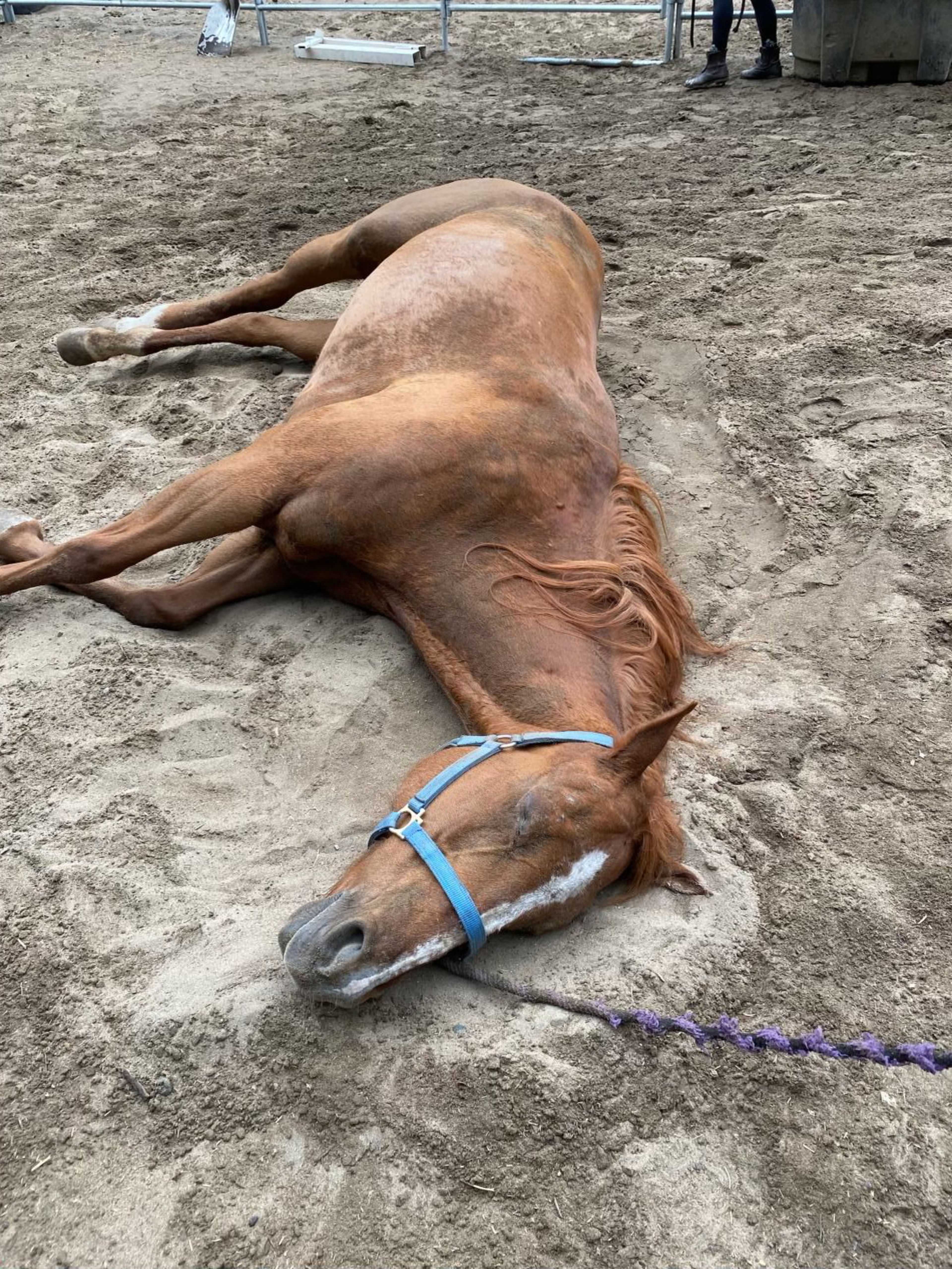 A chestnut horse lies on the ground in a sandy arena, wearing a blue halter, with a purple lead rope attached, relaxed and eyes closed.