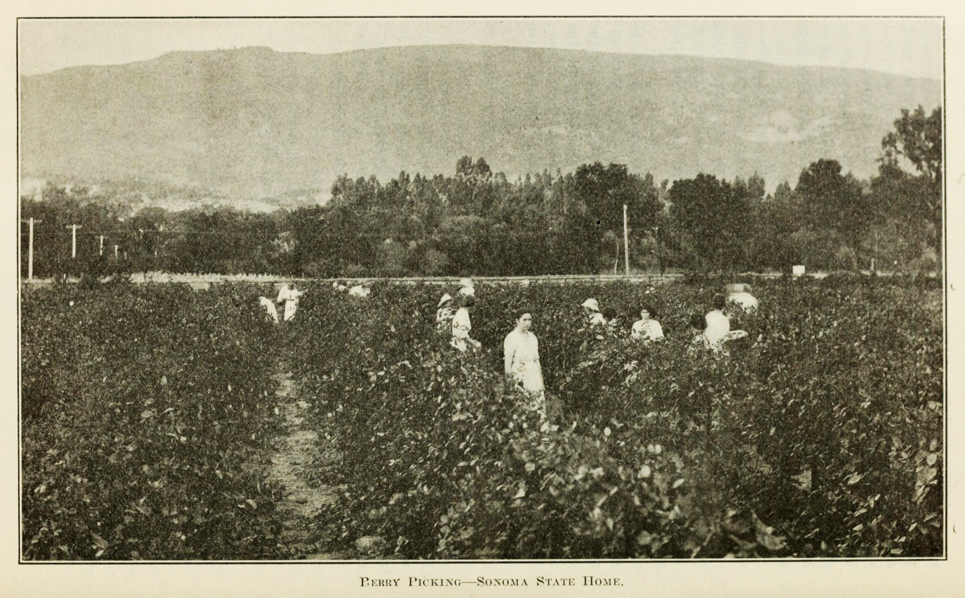 People are scattered throughout a large berry field, picking berries among rows of plants with trees and hills in the distant background.