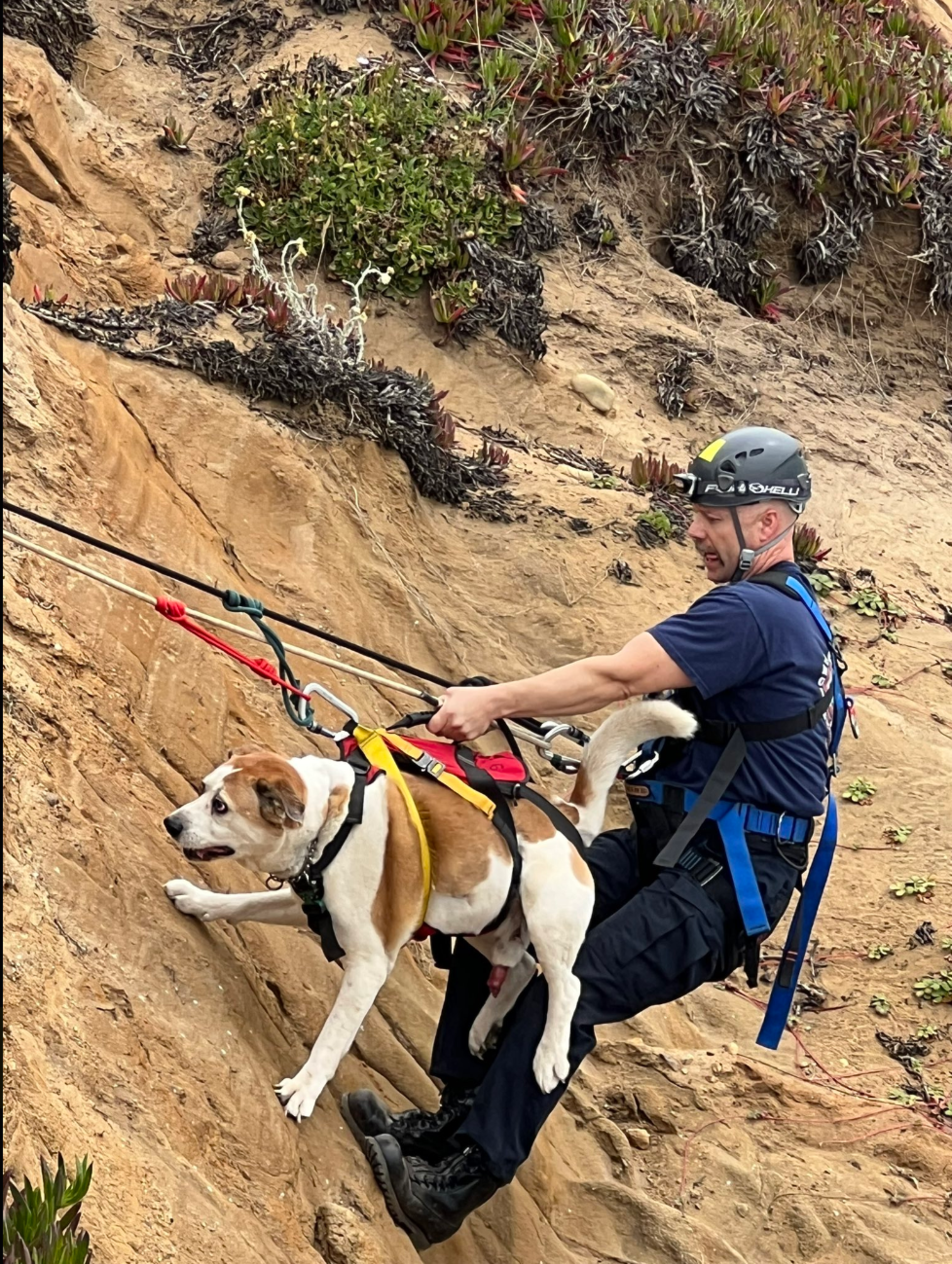 A man wearing a helmet and harness is rappelling down a steep cliff while securely holding a large dog also harnessed and attached to safety ropes.