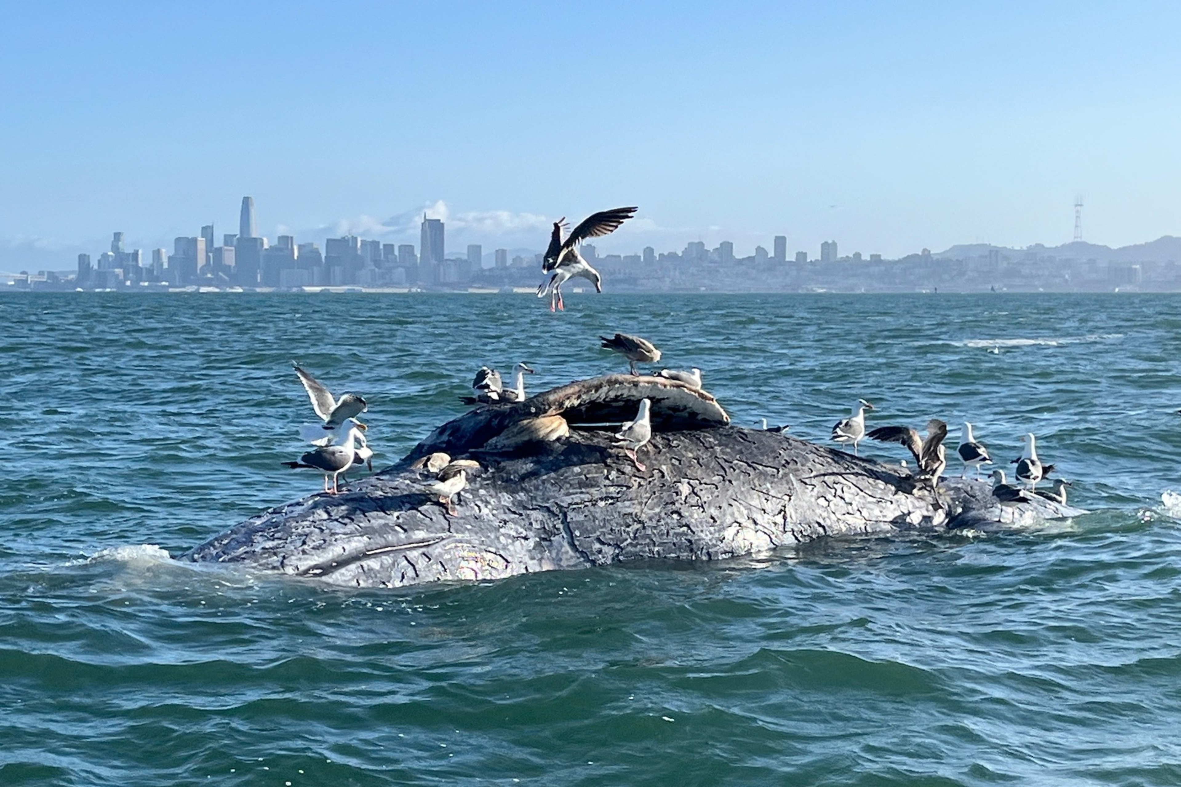 A group of seagulls perches on the back of a whale surfacing in the ocean. The city skyline is visible in the distant background under a clear sky.