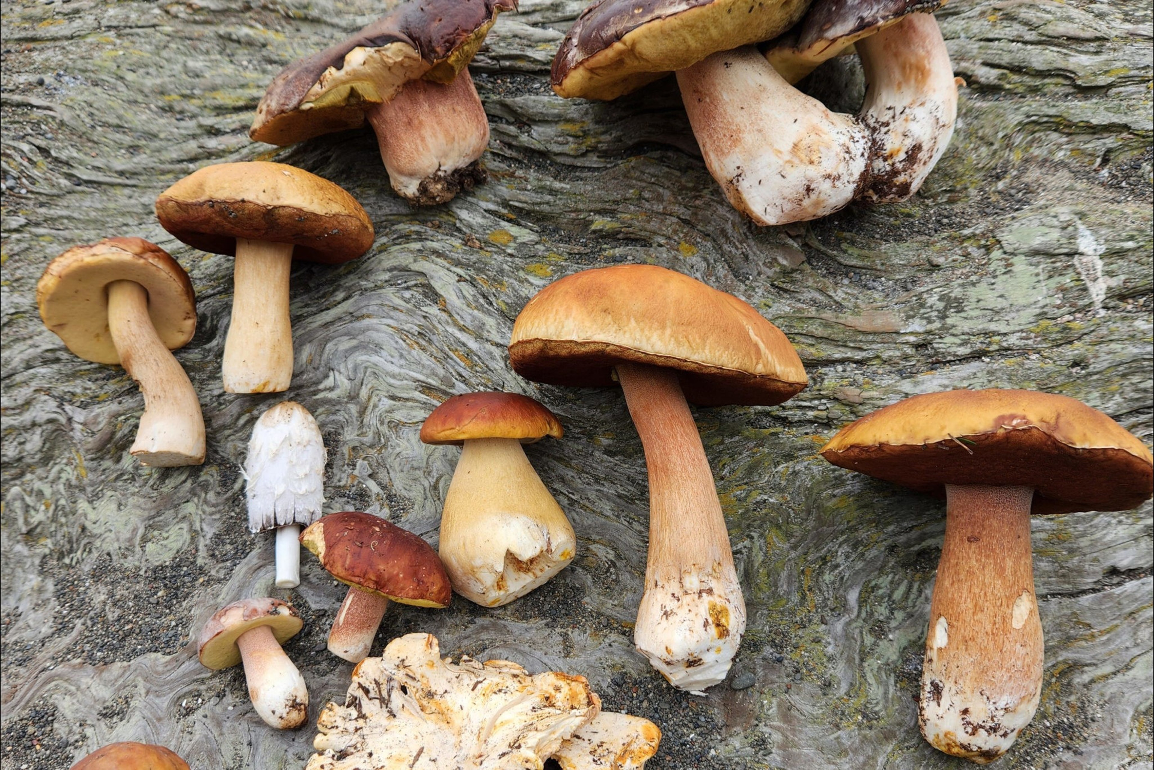 Various mushrooms of different shapes and colors, mainly brown and white, are scattered on a textured, weathered tree bark surface.