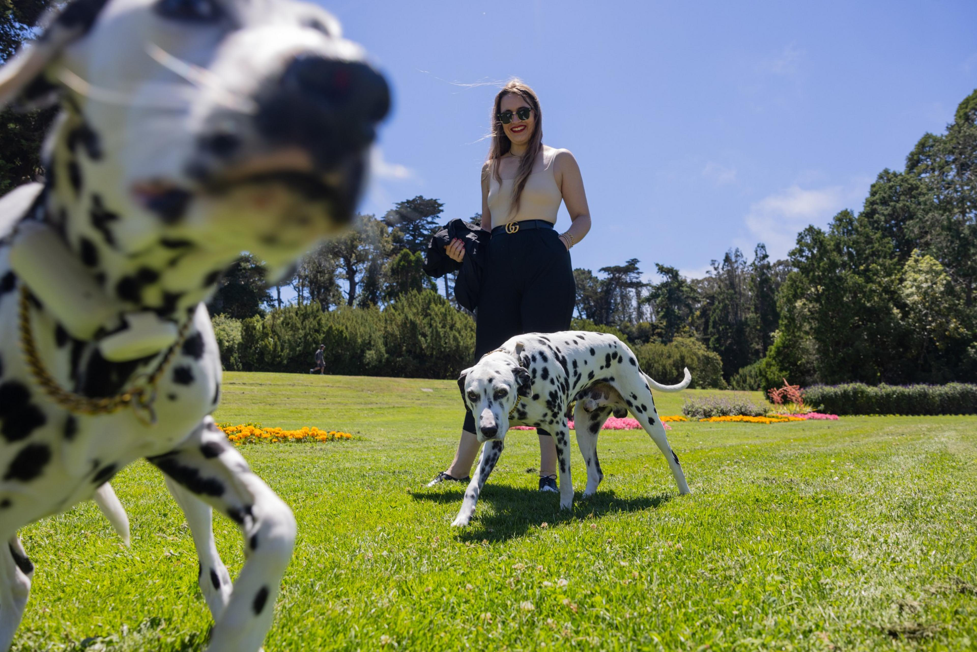 A woman in sunglasses stands on green grass with two spotted Dalmatians, one close to the camera and the other walking nearby, under a clear blue sky.