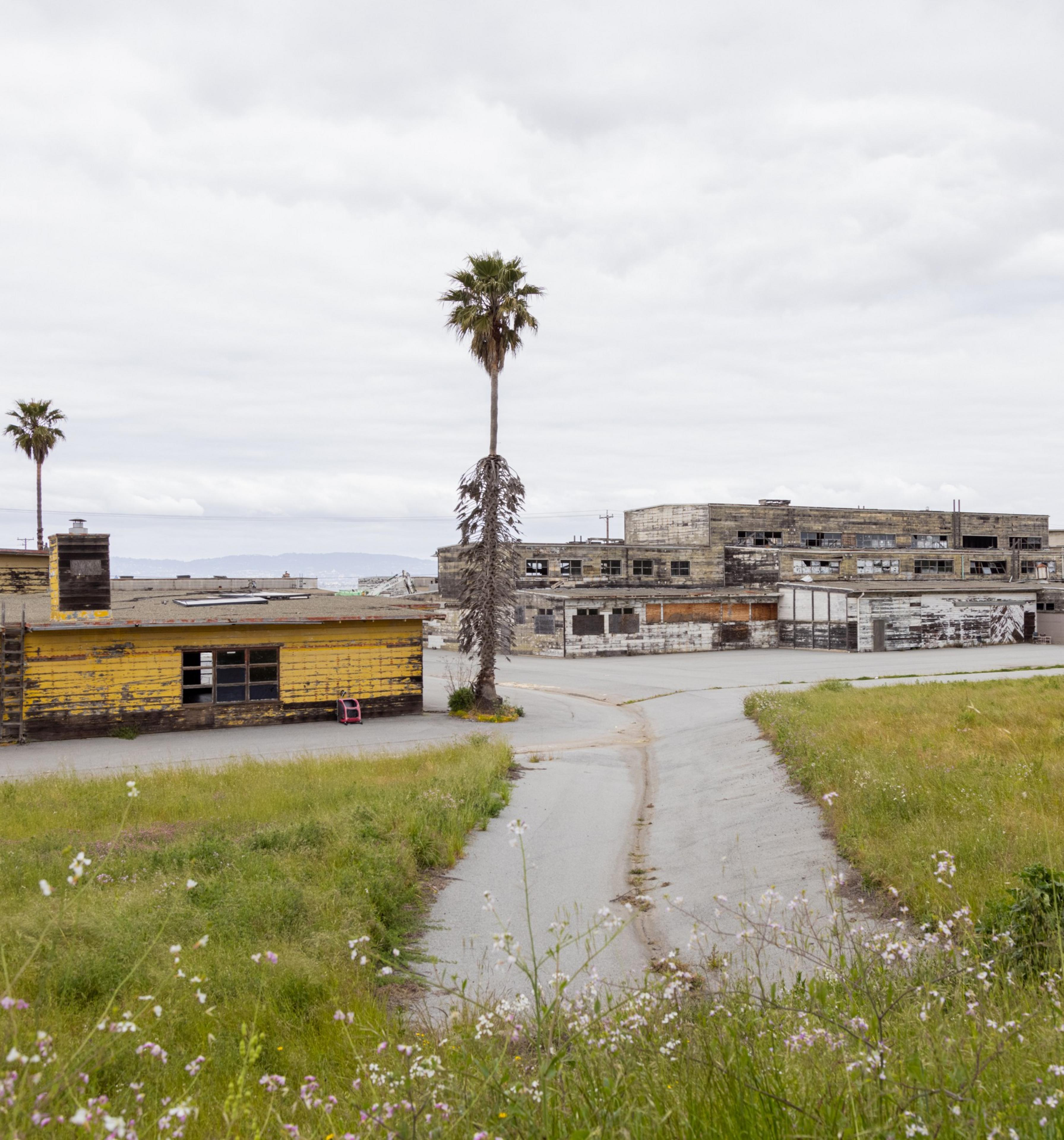 A dilapidated yellow building with graffiti, surrounded by overgrown grass and palm trees, under a cloudy sky.