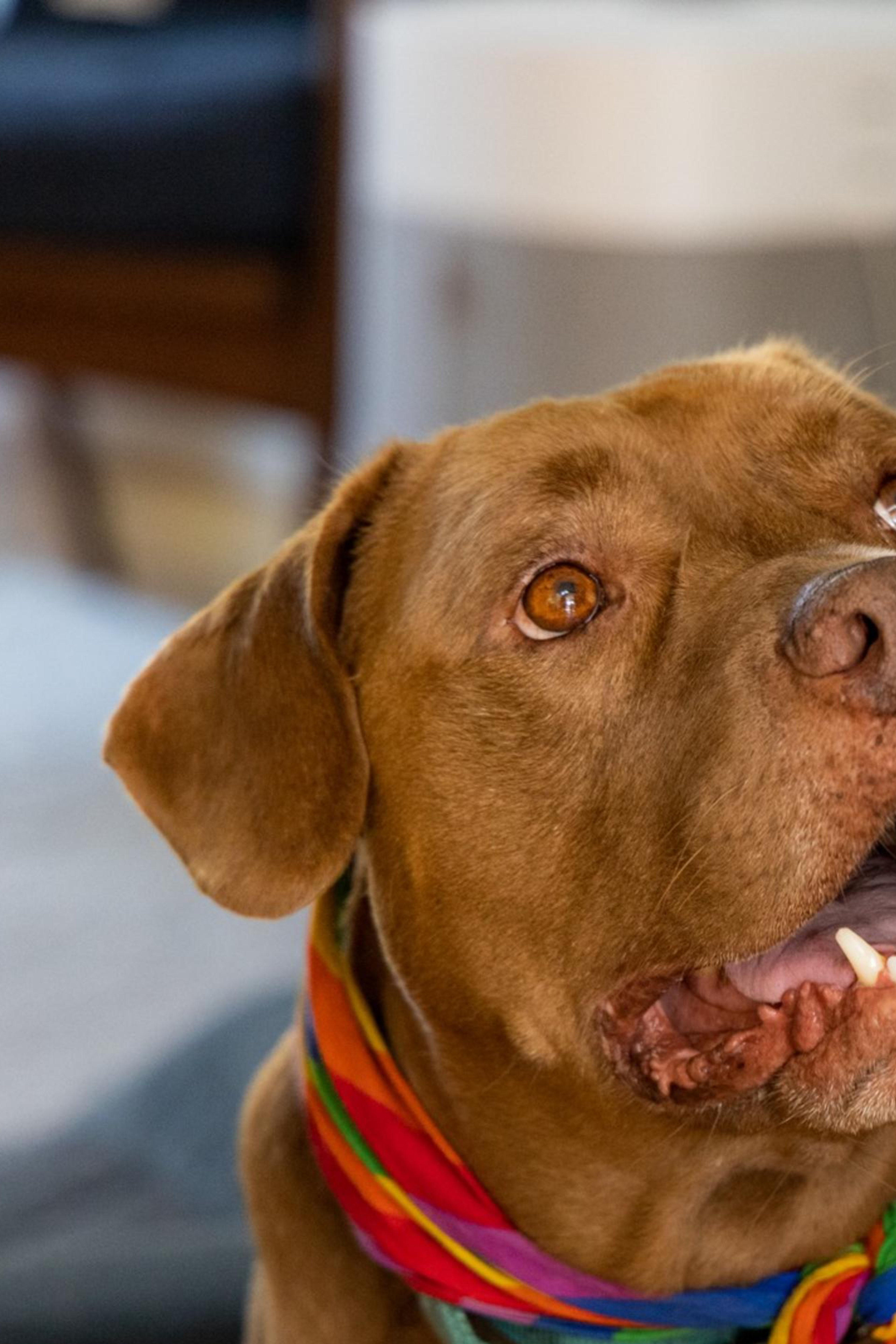 A brown dog with expressive eyes and an open mouth is wearing a colorful bandana and standing in a cozy room with wooden furniture and a soft rug.