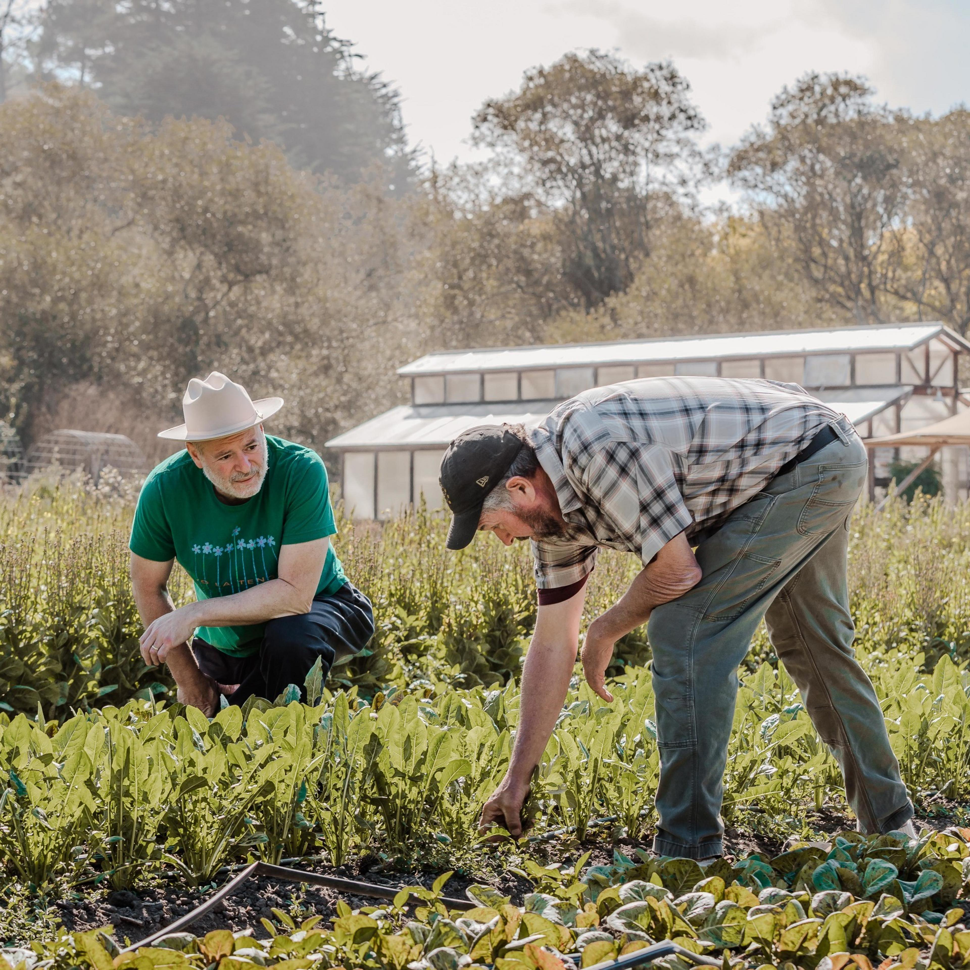 Two men are working in a lush garden. One is kneeling and wearing a green shirt and hat, while the other, dressed in a plaid shirt and cap, bends down to tend to plants.