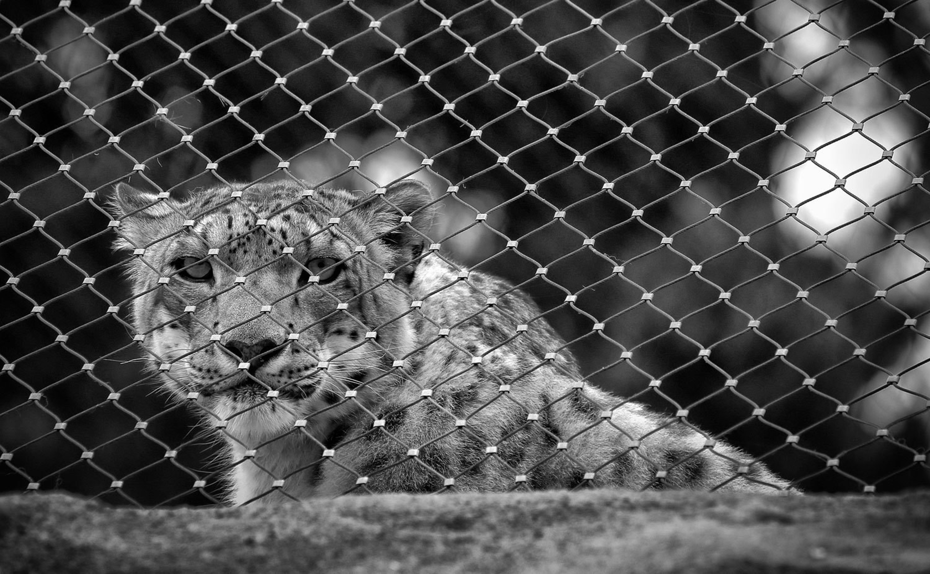 A large cat with a spotted coat sits behind a wire mesh fence, looking directly at the camera in a black-and-white photograph.