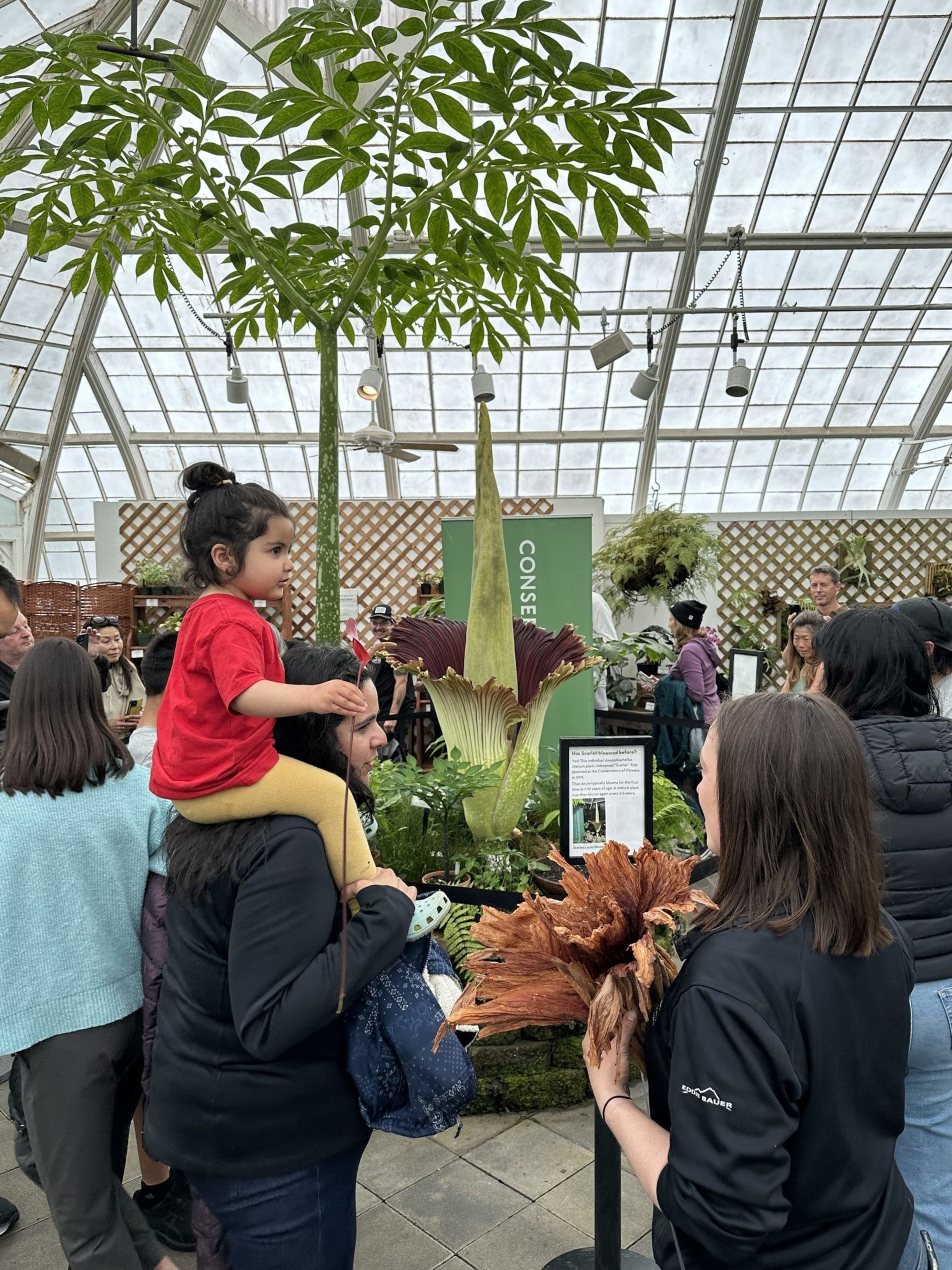 People are gathered in a greenhouse, observing a large Amorphophallus titanum, also known as the corpse flower. A child sits on an adult's shoulders.