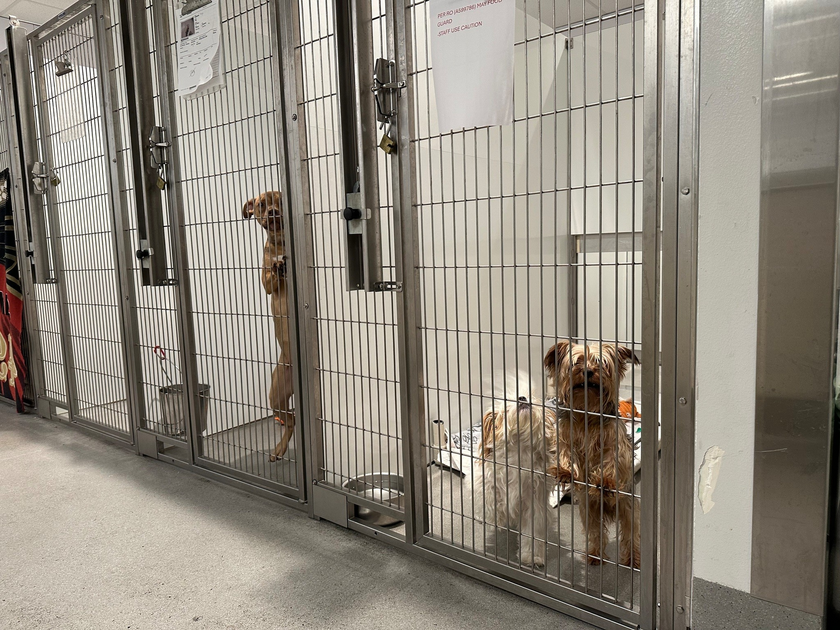SF wants to bar most pet owners from breeding dogs as its animal shelter overflo...