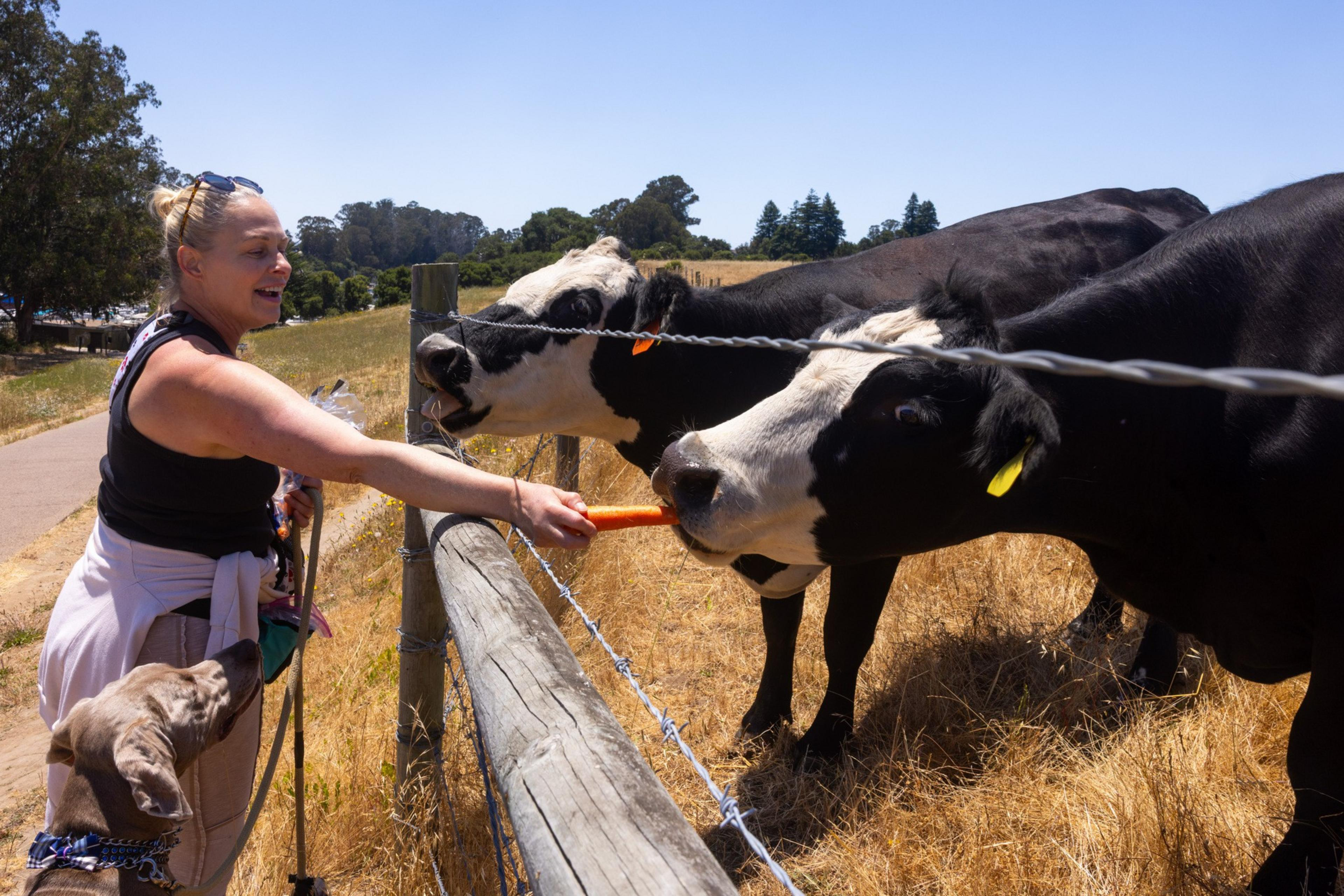 A woman smiles while feeding a carrot to black-and-white cows behind a barbed wire fence. A large dog stands beside her, looking at the cows.