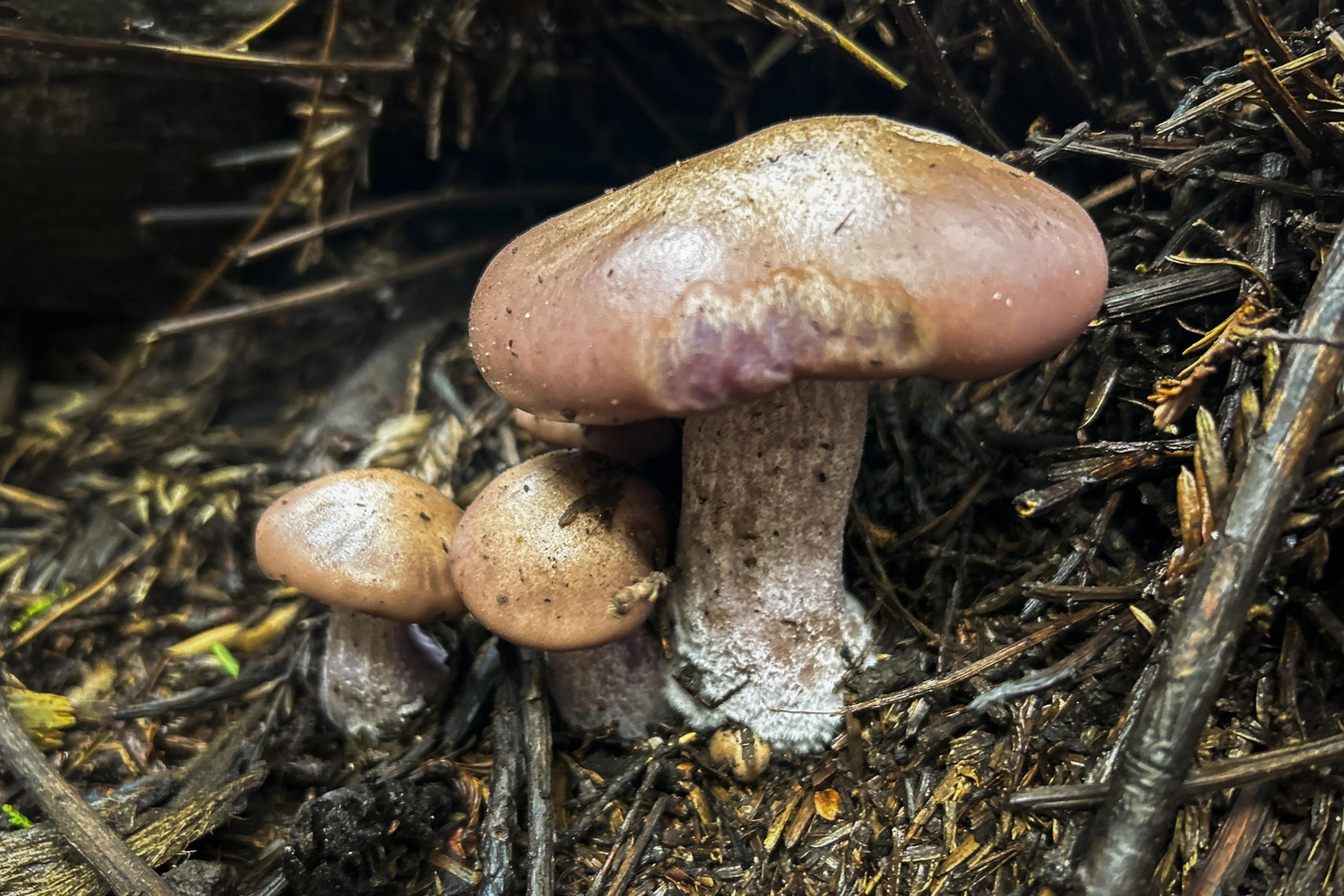 two small mushrooms and one large mushroom growing out of forest clutter