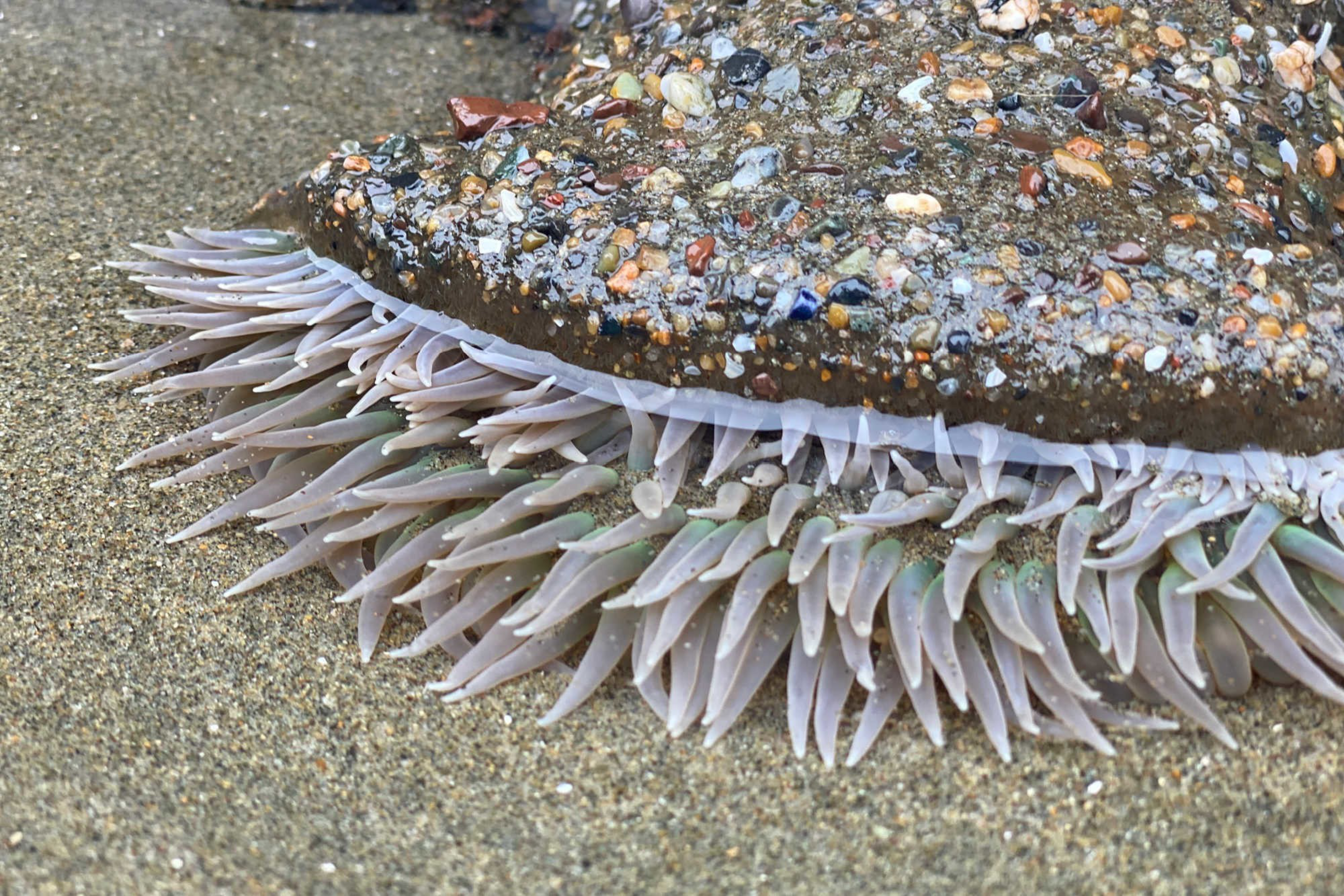 A sea anemone with translucent pale lavender tentacles is partially buried in the sand beneath a pebble-covered rock.
